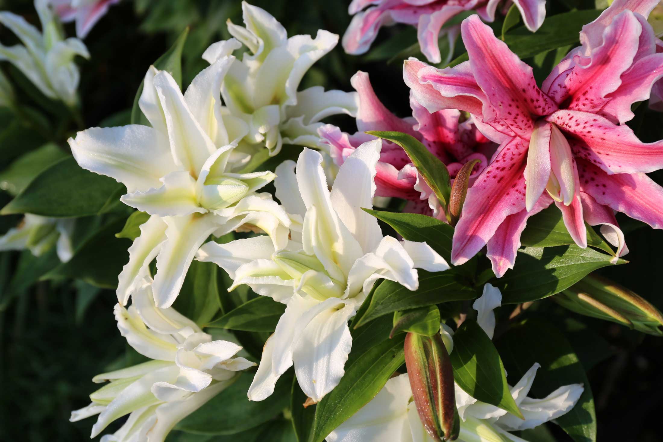 8-Tips-for-Growing-Better-Lilies—Longfield-Gardens