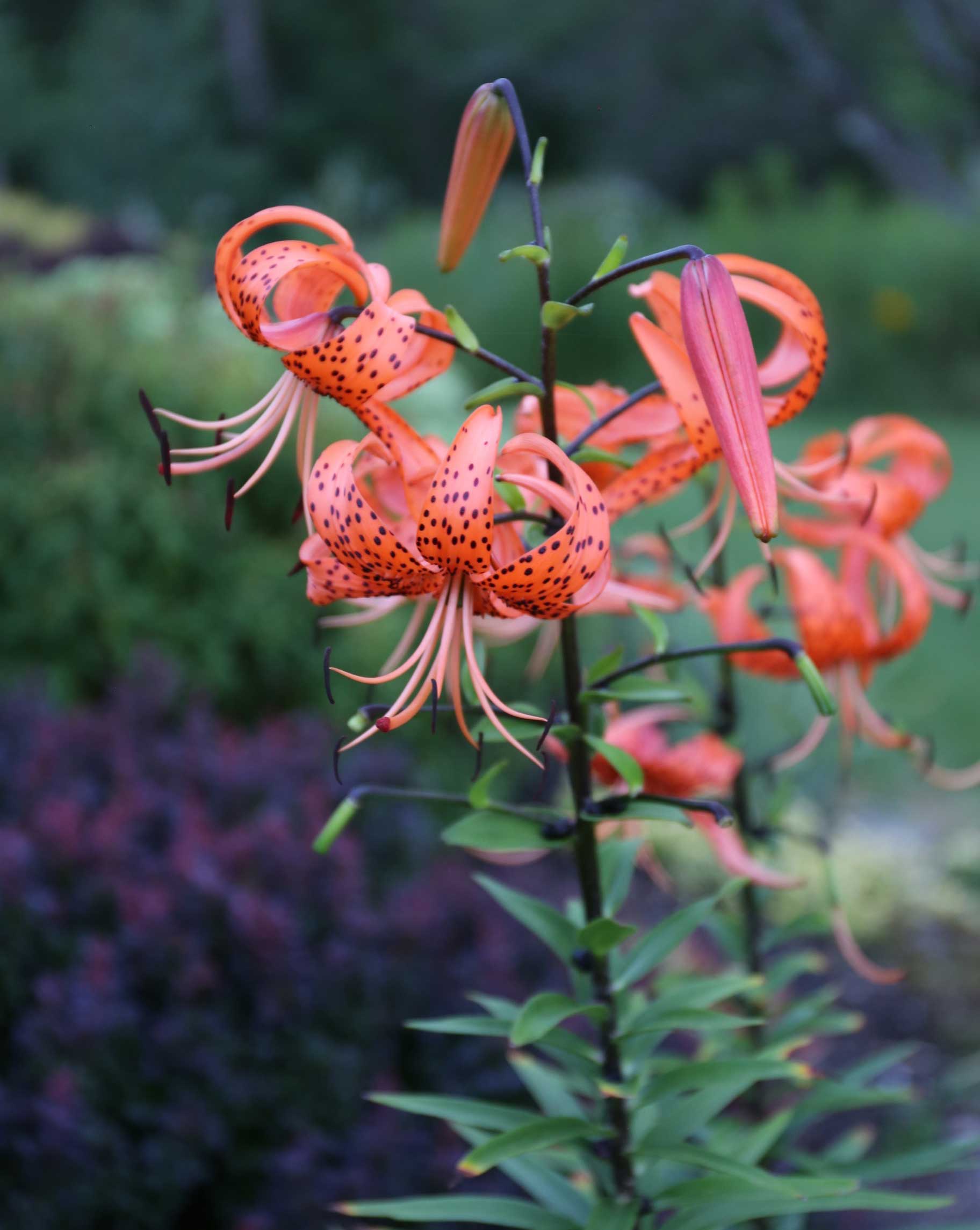 8-Tips-for-Growing-Better-Lilies–Longfield-Gardens