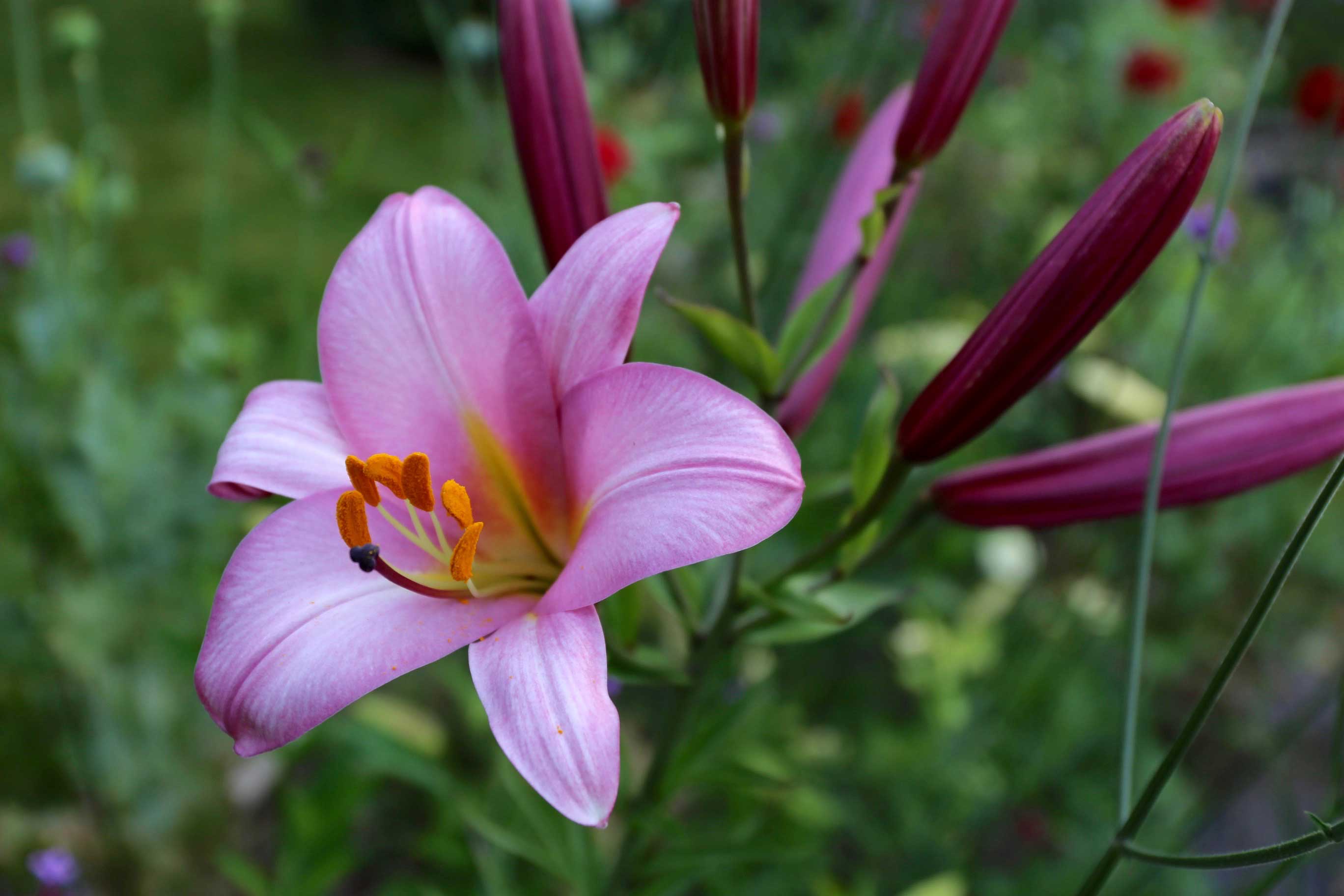 8-Tips-for-Growing-Better-Lilies—Longfield-Gardens
