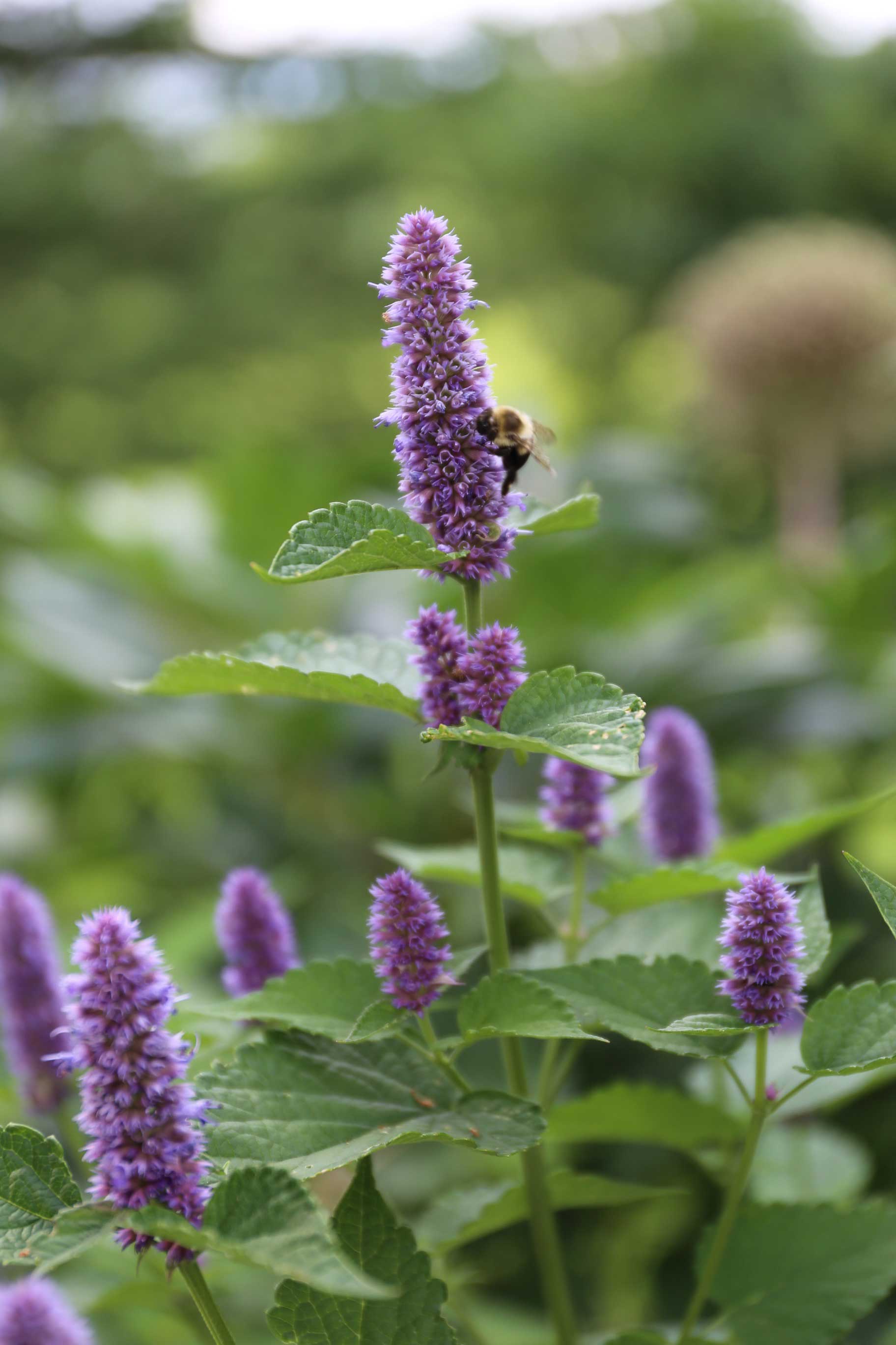 Tips for a More Bee Friendly Flower Garden - Longfield-Gardens