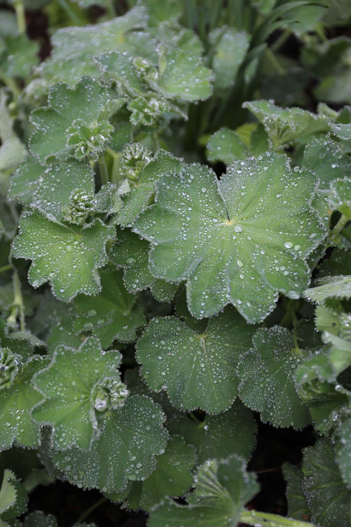 Alchemilla-best-companion-plants-for-hostas—Longfield-Gardens