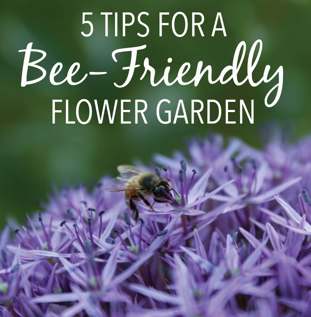 Tips-for-a-More-Bee-Friendly-Flower-Garden- Longfield Gardens