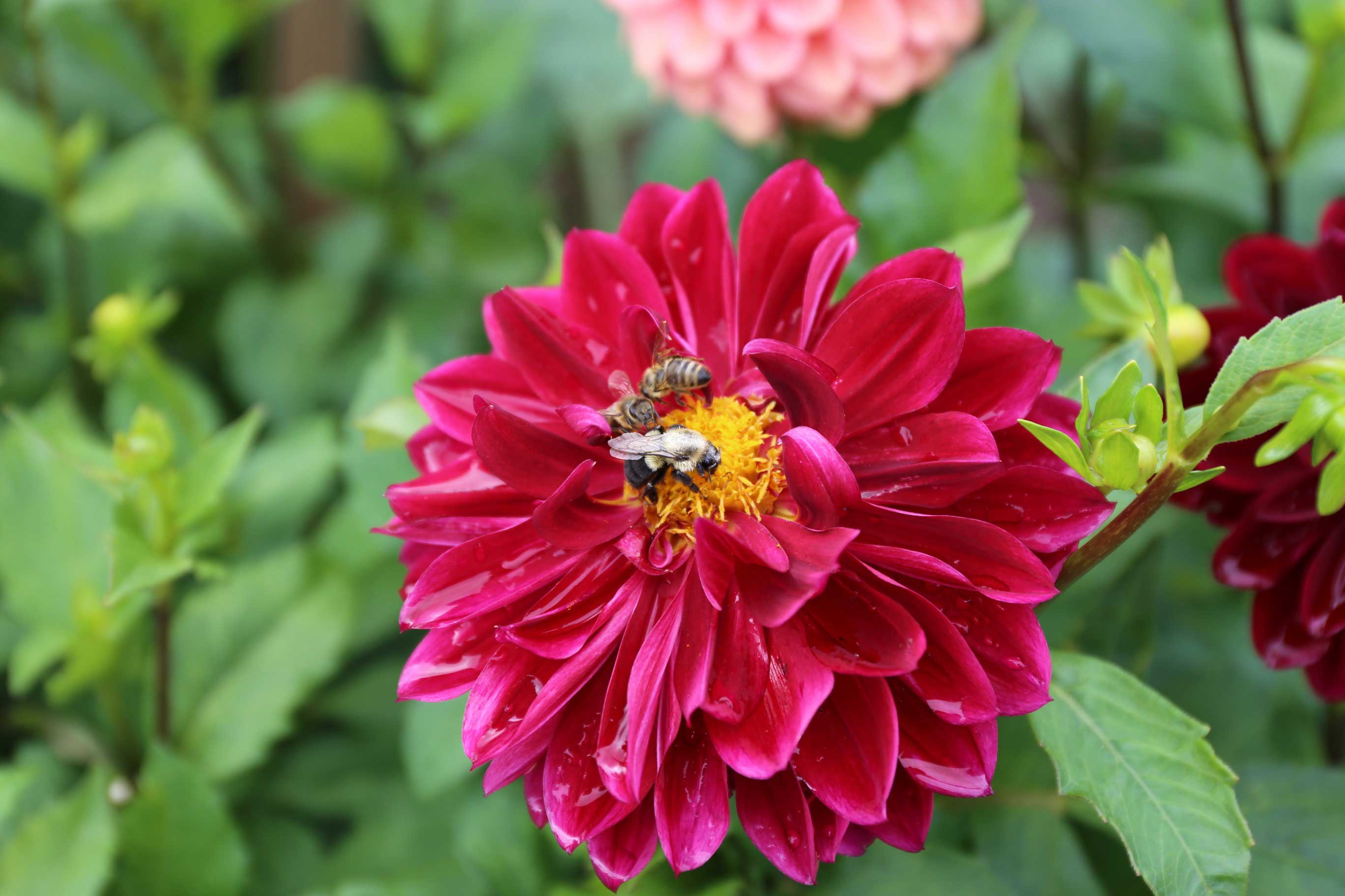 Tips for a More Bee-Friendly Flower Garden - Longfield-Gardens