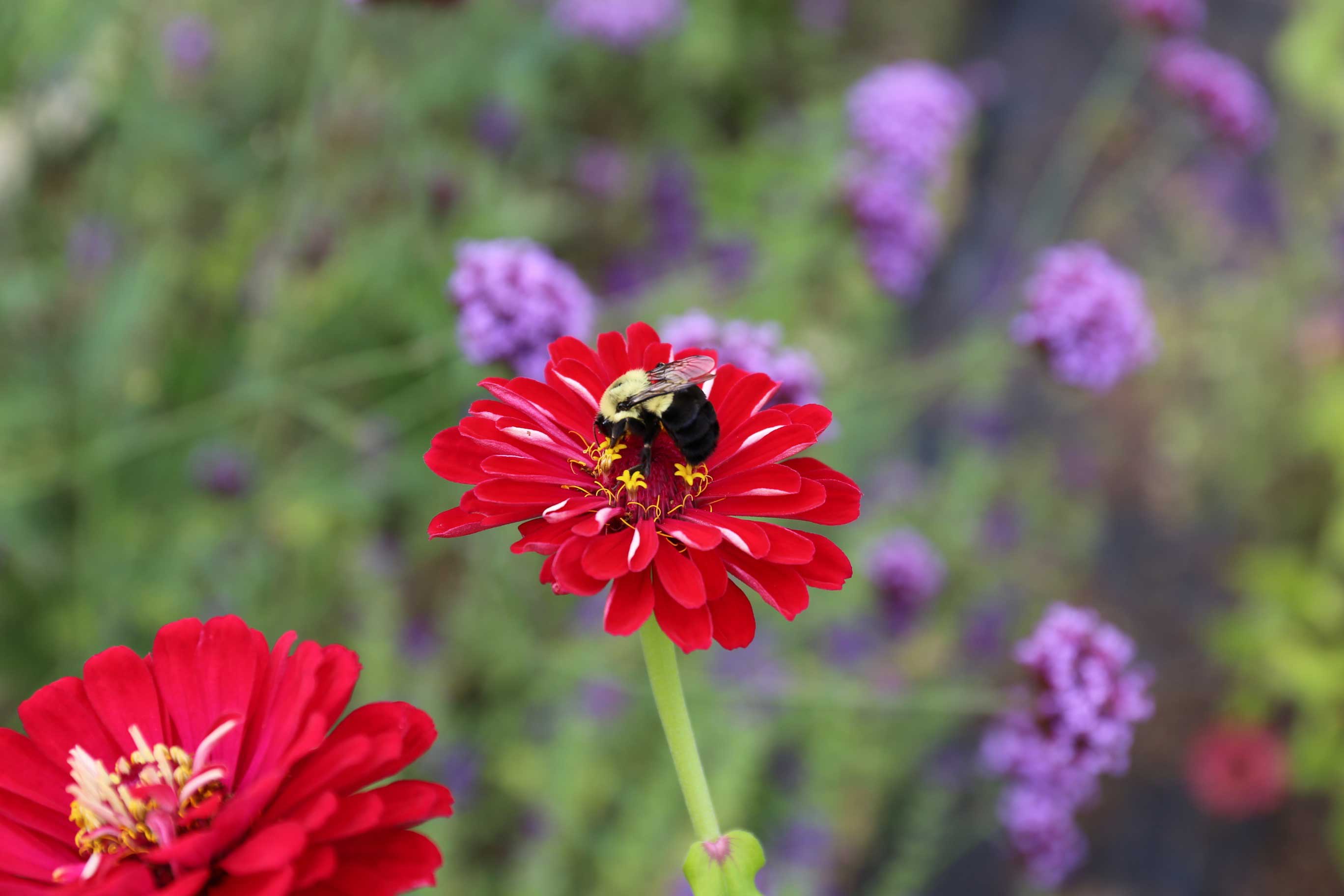 Tips for a More Bee Friendly Flower Garden - Longfield-Gardens