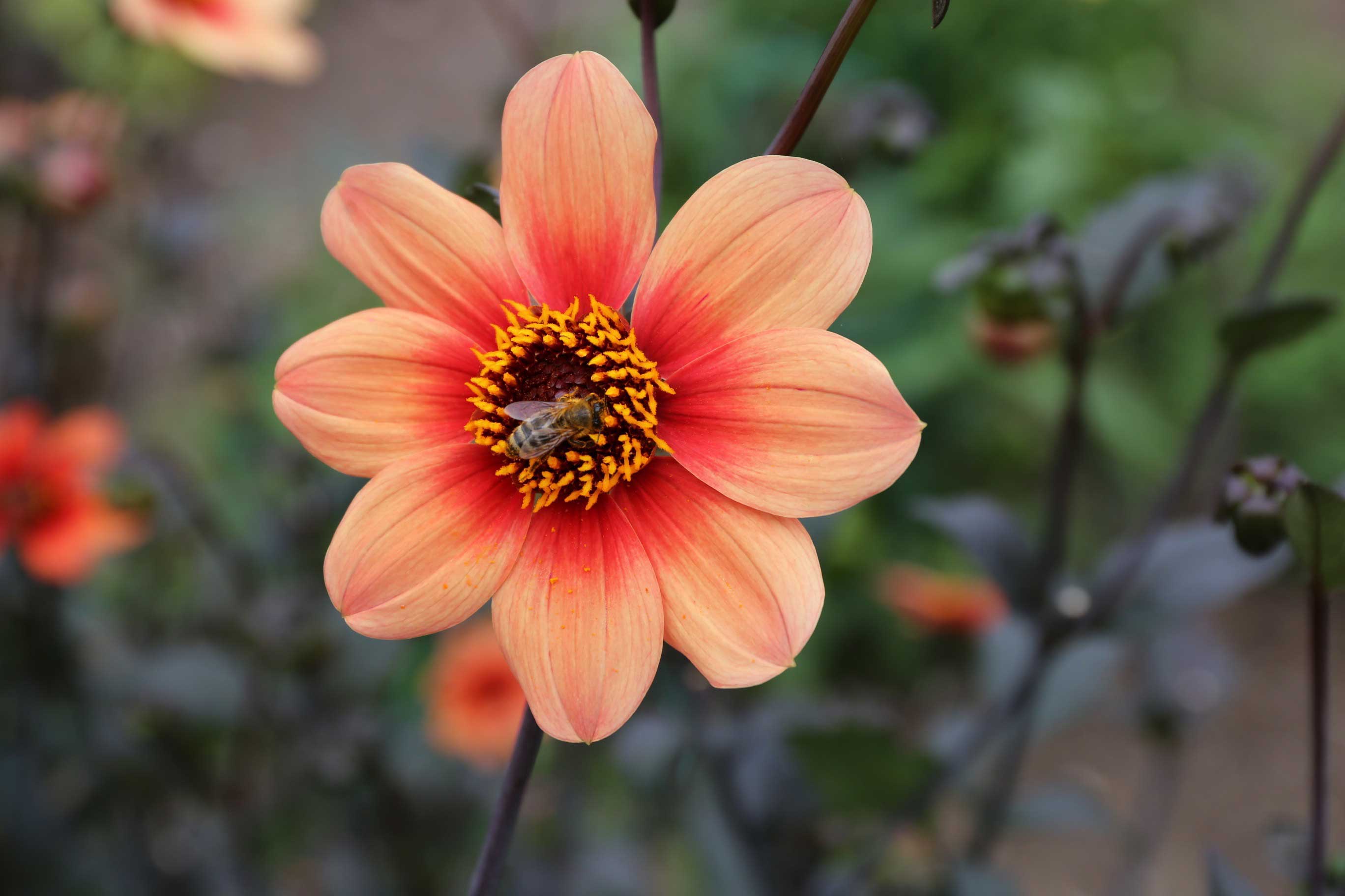 Tips for a More Bee-Friendly Flower Garden - Longfield-Gardens