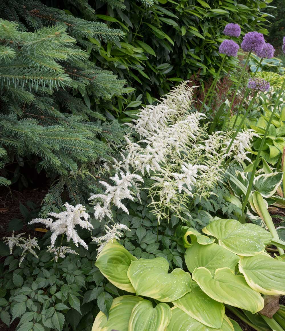 astilbe-best-companion-plants-for-hostas—longfield-gardens