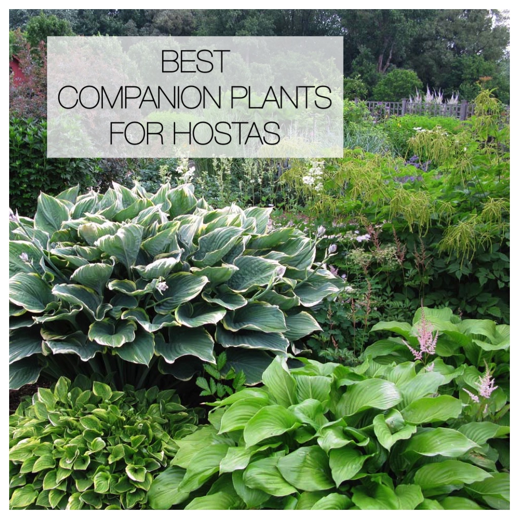 best companion plants for hostas – Longfield Gardens