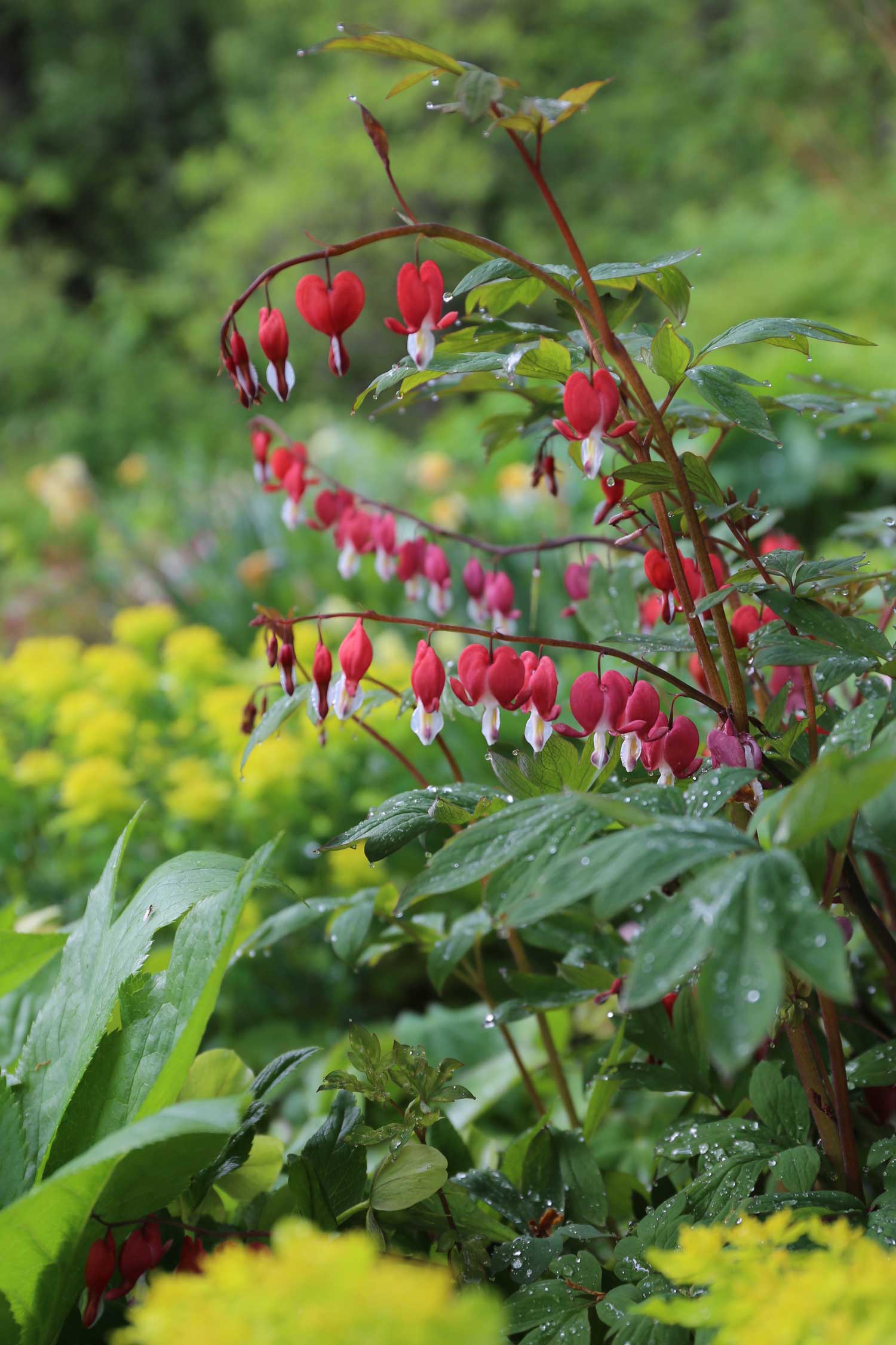 dicentra-best-companion-plants-for-hostas - Longfield Gardens