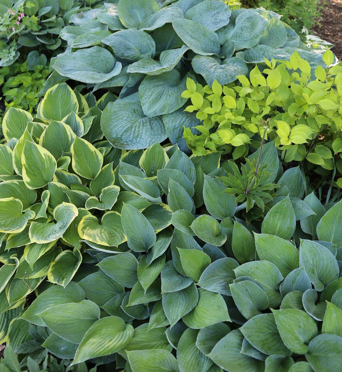 Best-companion-plants-for-hostas—longfield-gardens