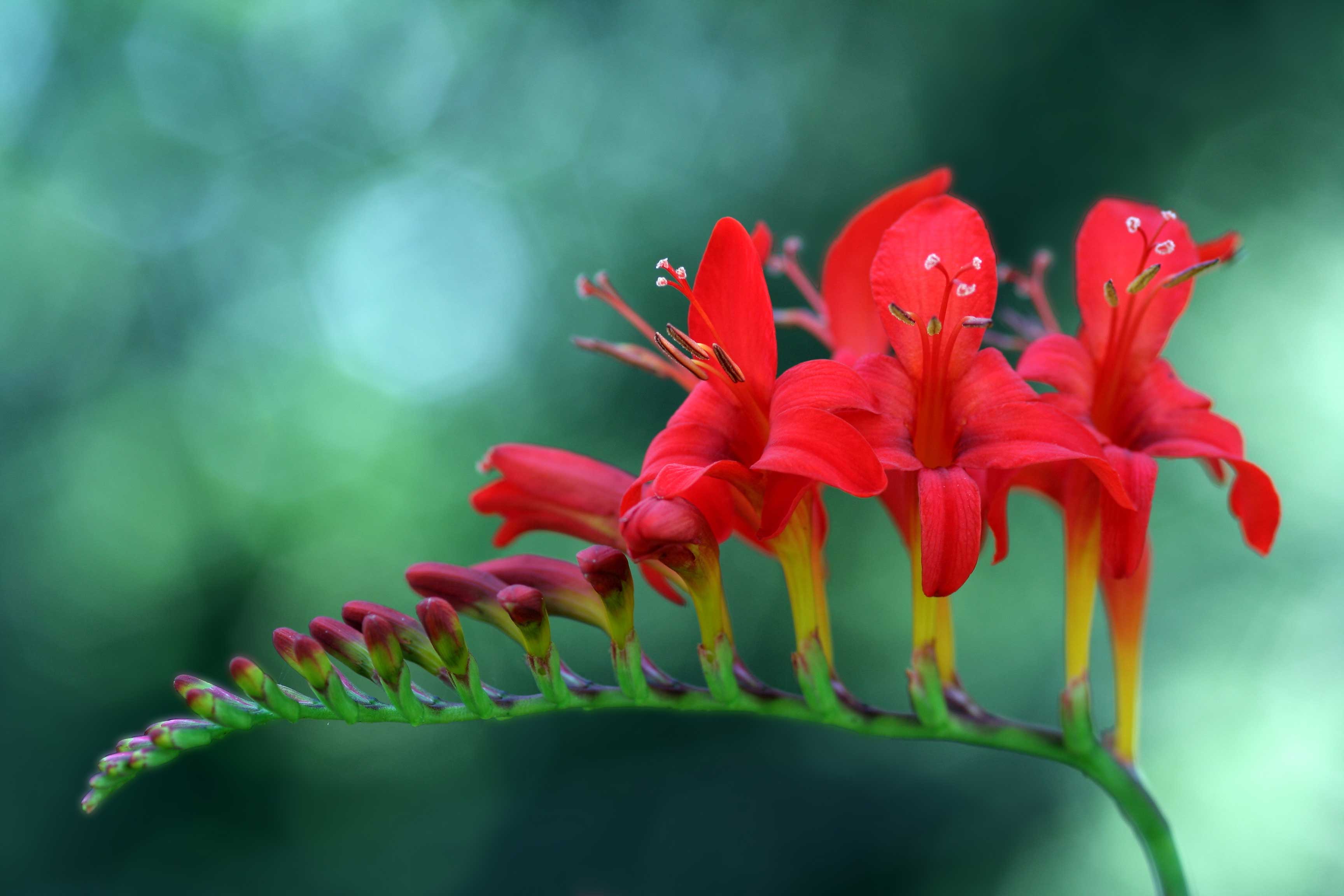 Grow Crocosmia for Hummingbirds - Longfield Gardens