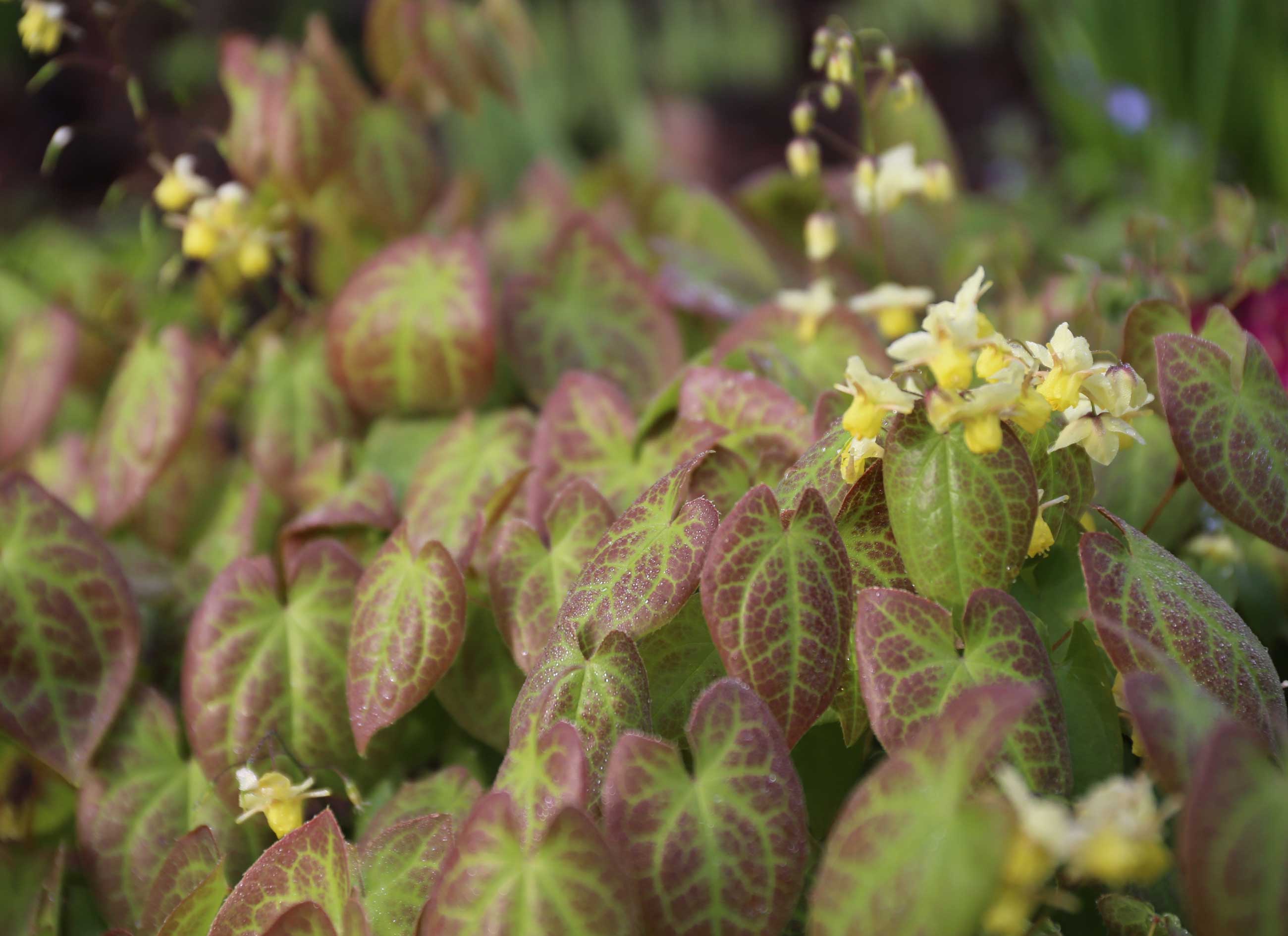 epimedium-best-companion-plants-for-hostas—Longfield-Gardens