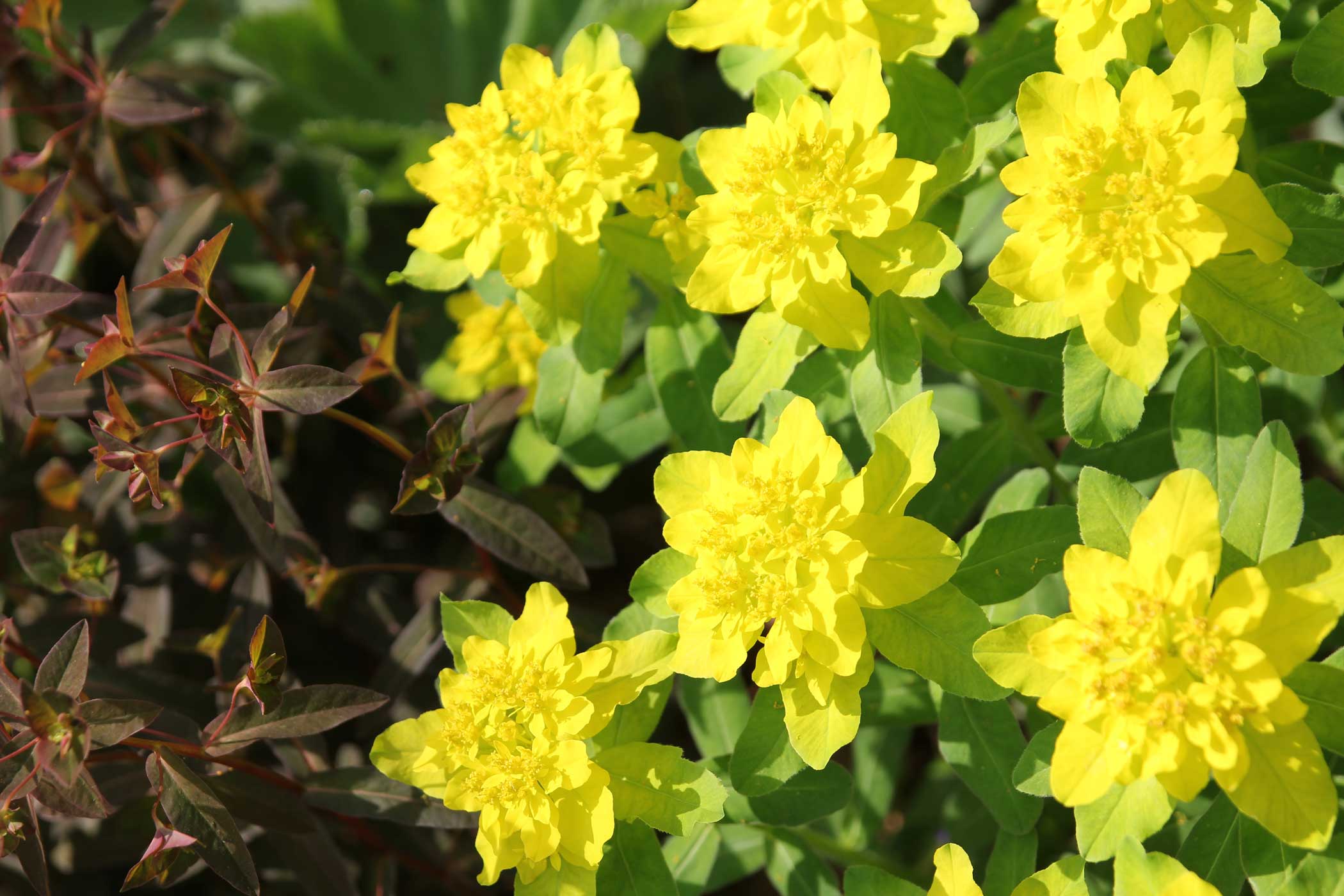 Euphorbia-Best-Companion-Plants-for-Hostas—Longfield-Gardens