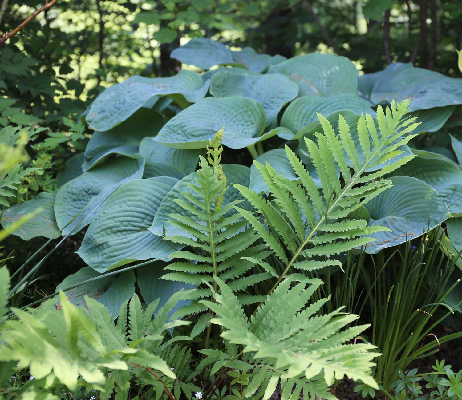 12 Best Companion Plants for Hostas - Longfield Gardens