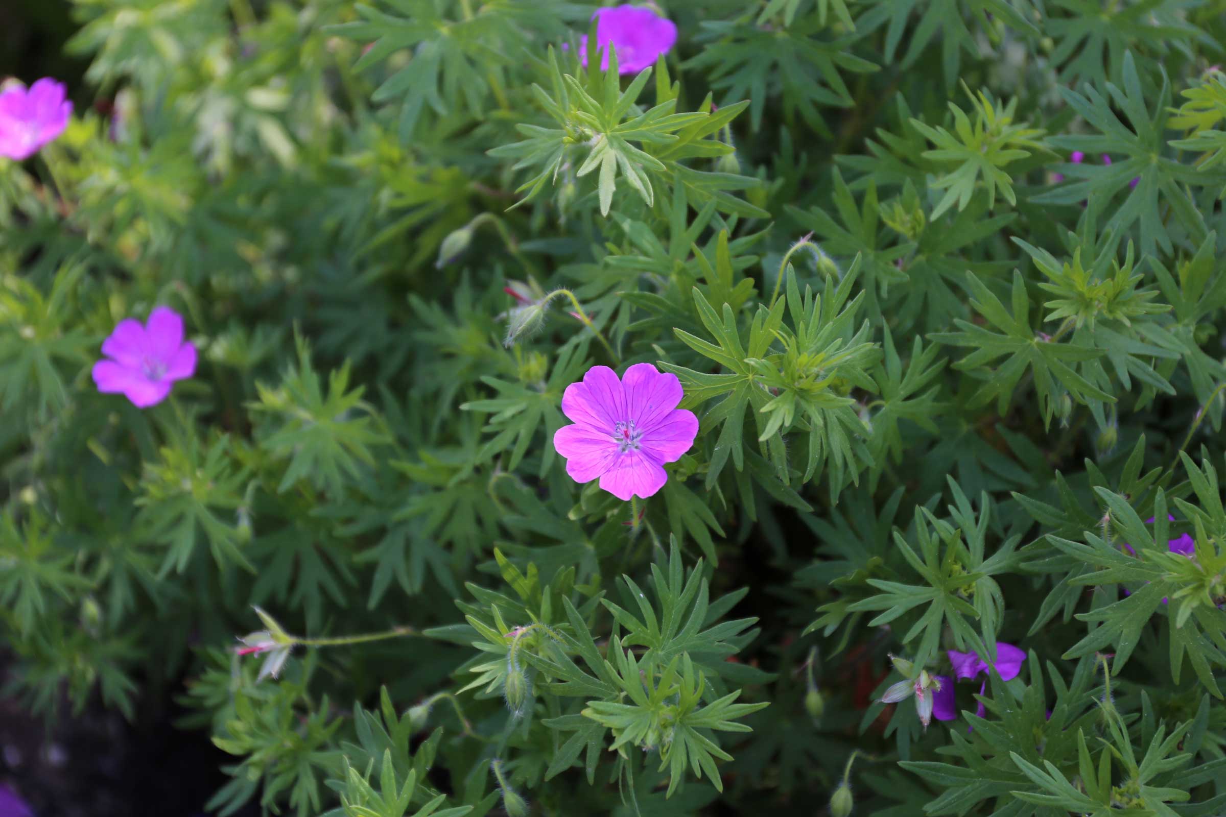 Geranium-Best-Companion-Plants-for-Hostas—Longfield-Gardens