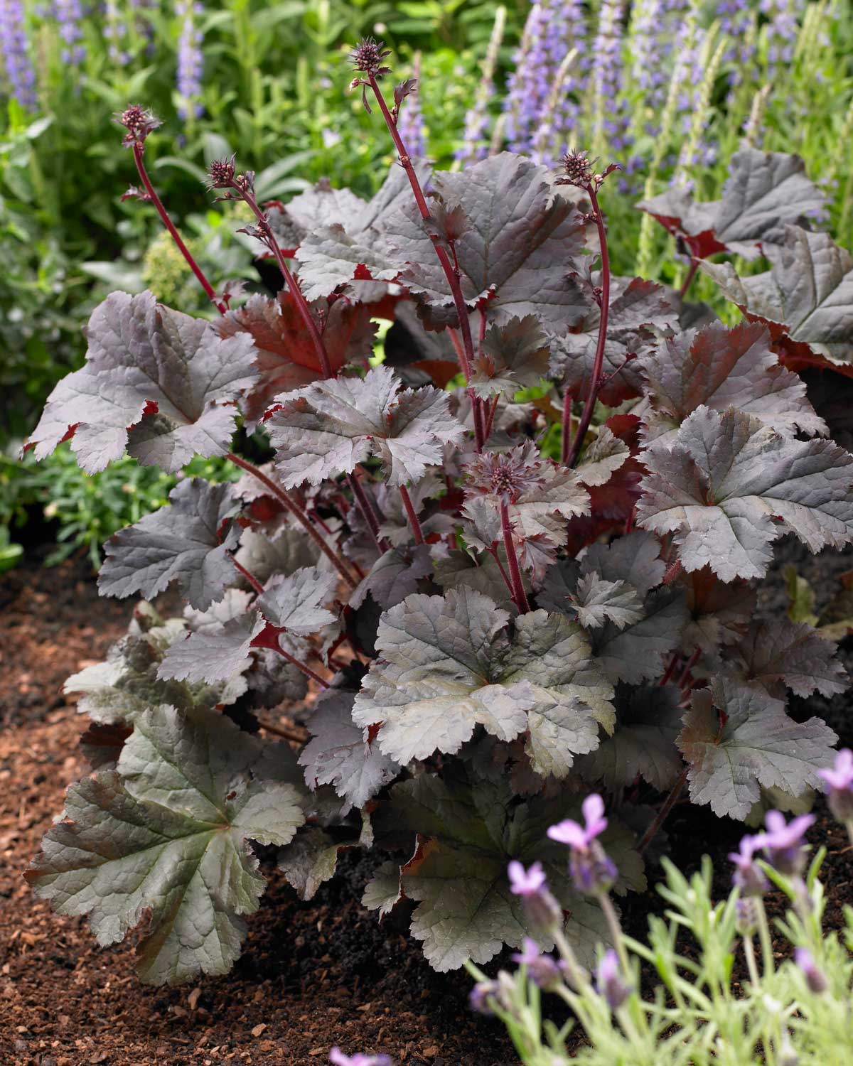Heuchera-Best-Companion-Plants-for-Hostas—Longfield-Gardens