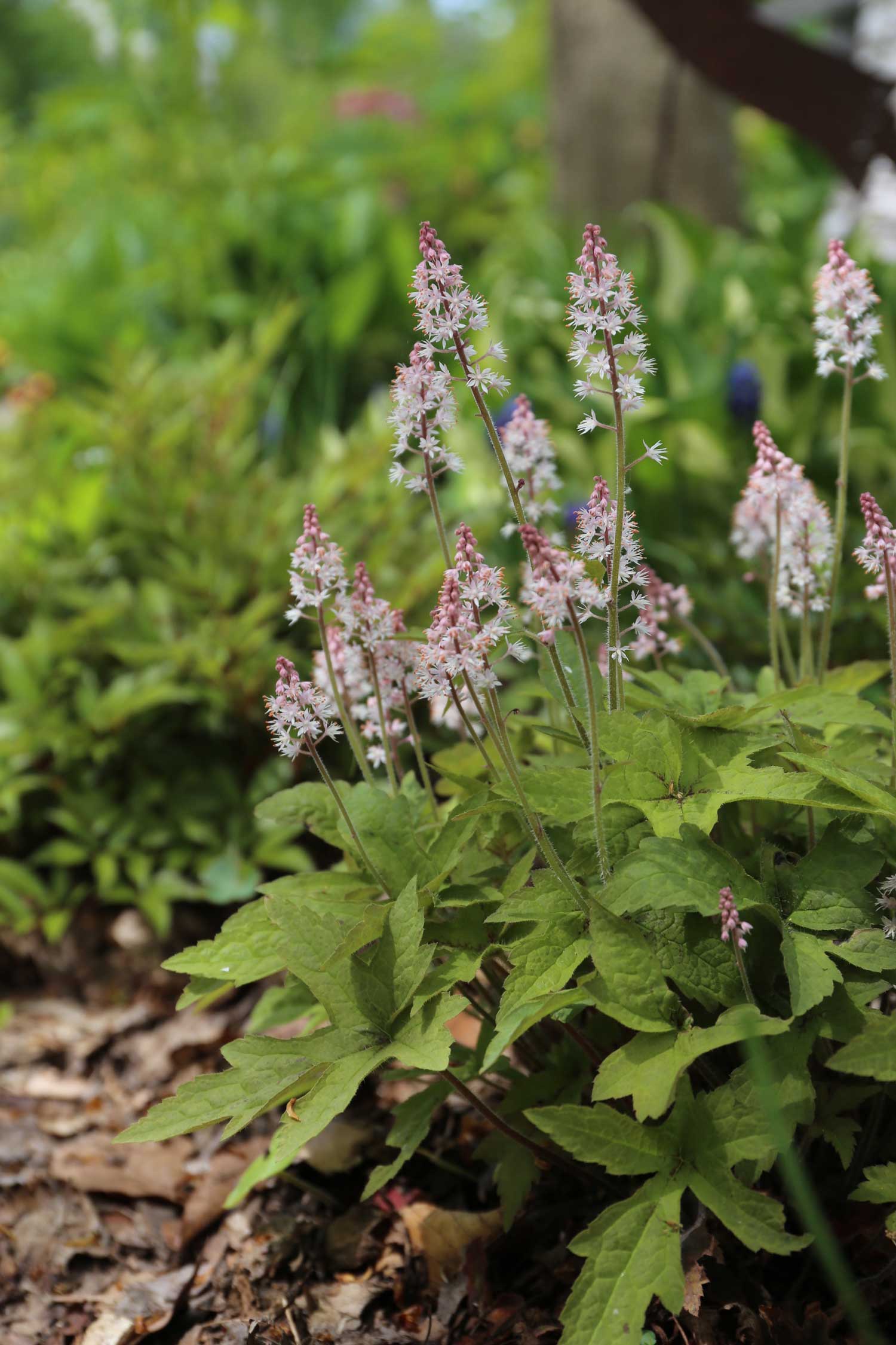 Heucherella-Best-Companion-Plants-for-Hostas—Longfield-Gardens