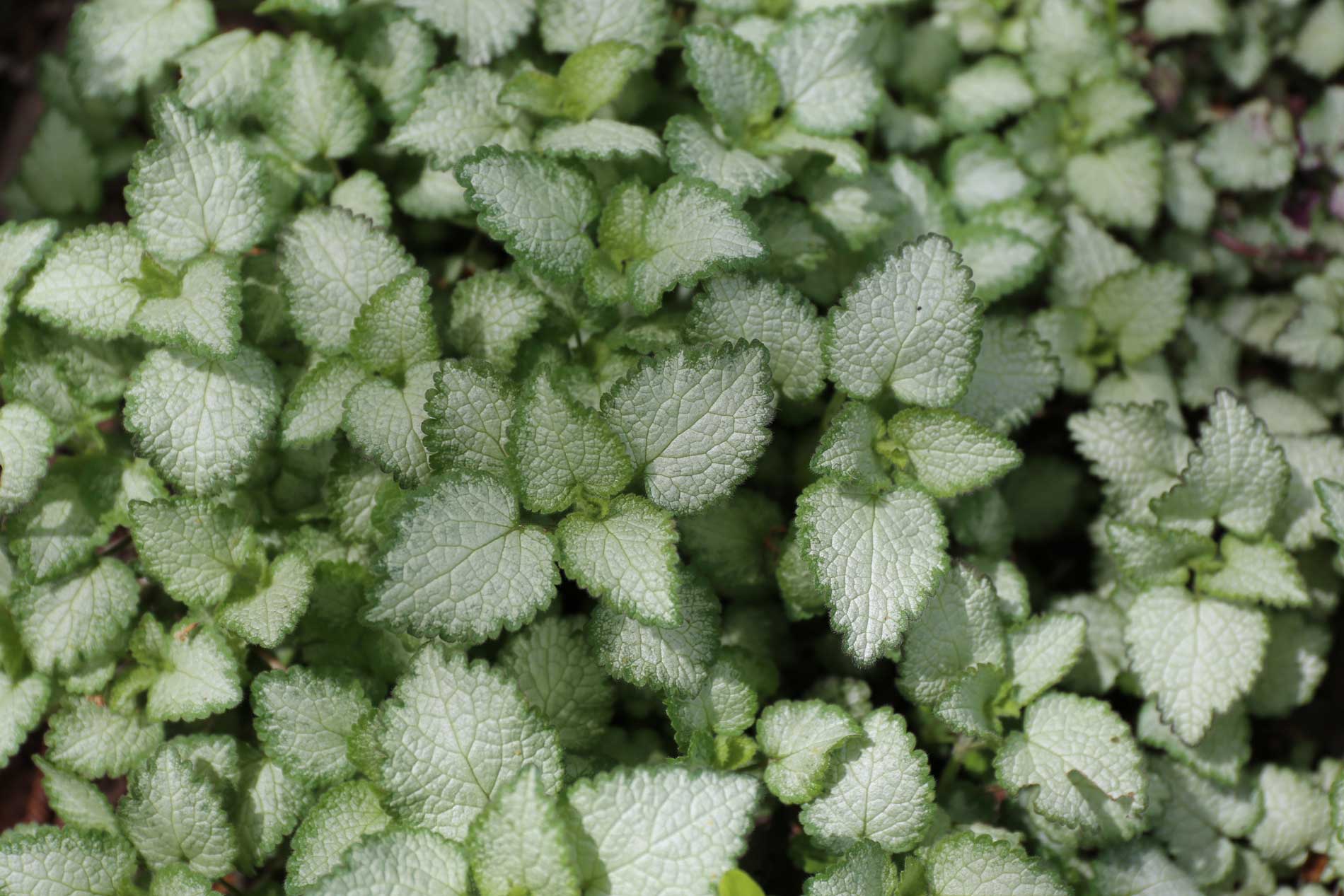Lamium-Best-Companion-Plants-for-Hostas—Longfield-Gardens