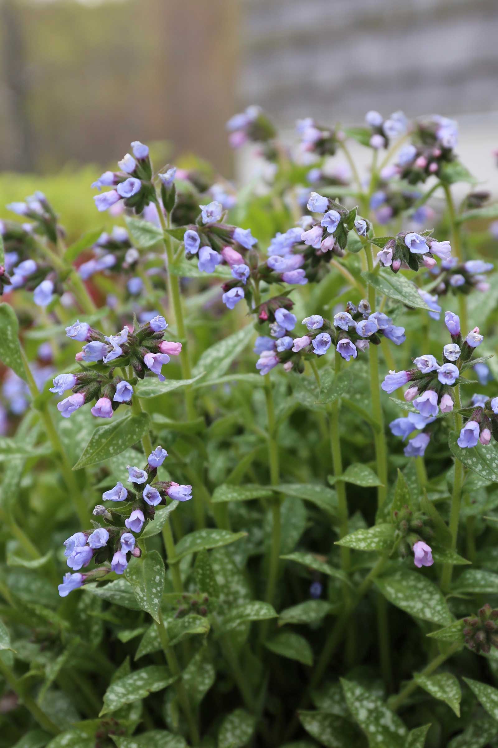 Pulmonaria-Best-Companion-Plants-for-Hostas—Longfield-Gardens