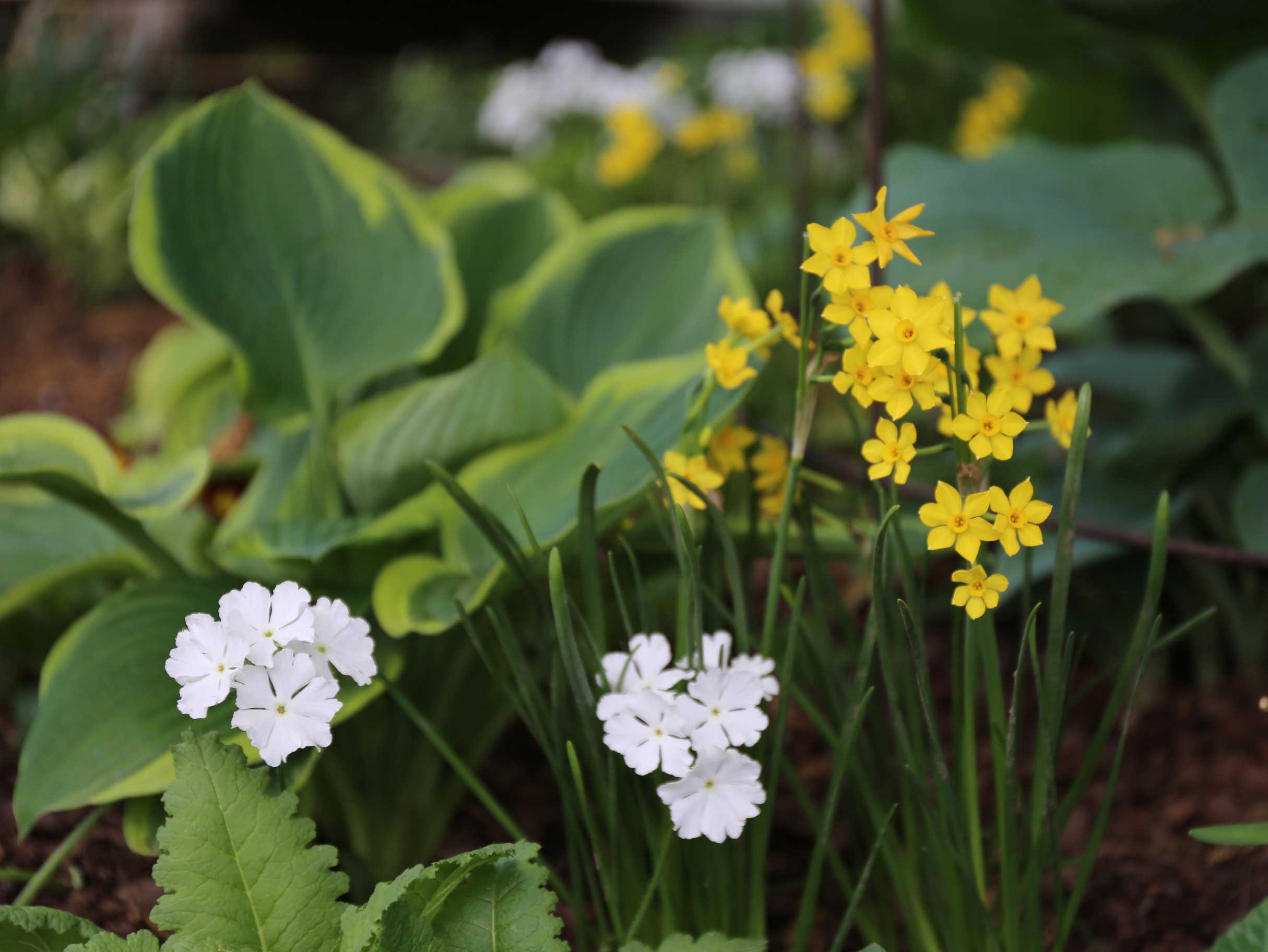 Spring-Bulbs-Best-Companion-Plants-for-Hostas- Longfield-Gardens