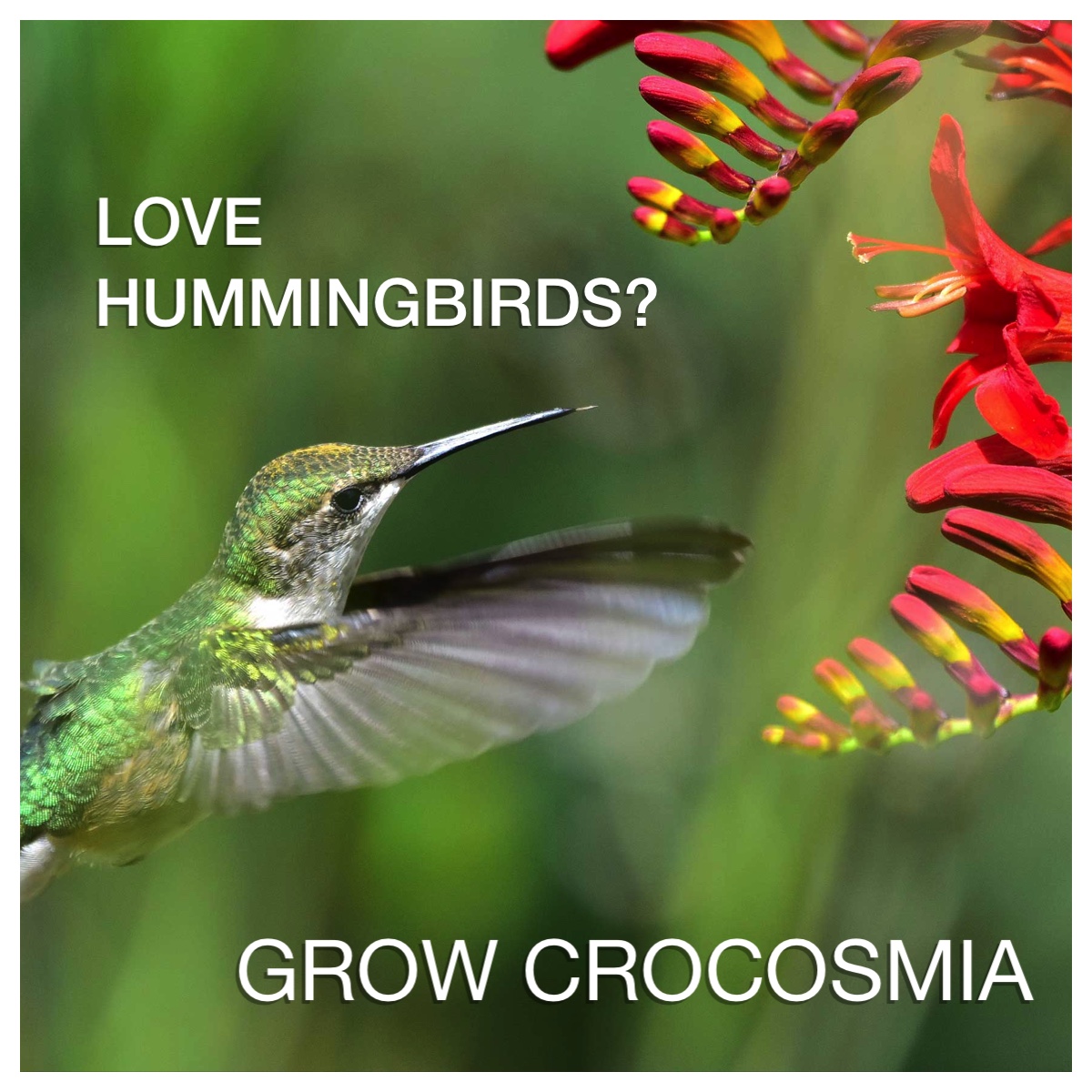 Grow Crocosmia for Hummingbirds - Longfield Gardens