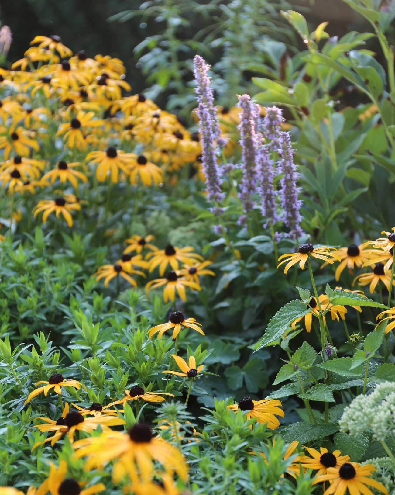 Summer-Perennial-Garden-Maintenance—Longfield-Gardens