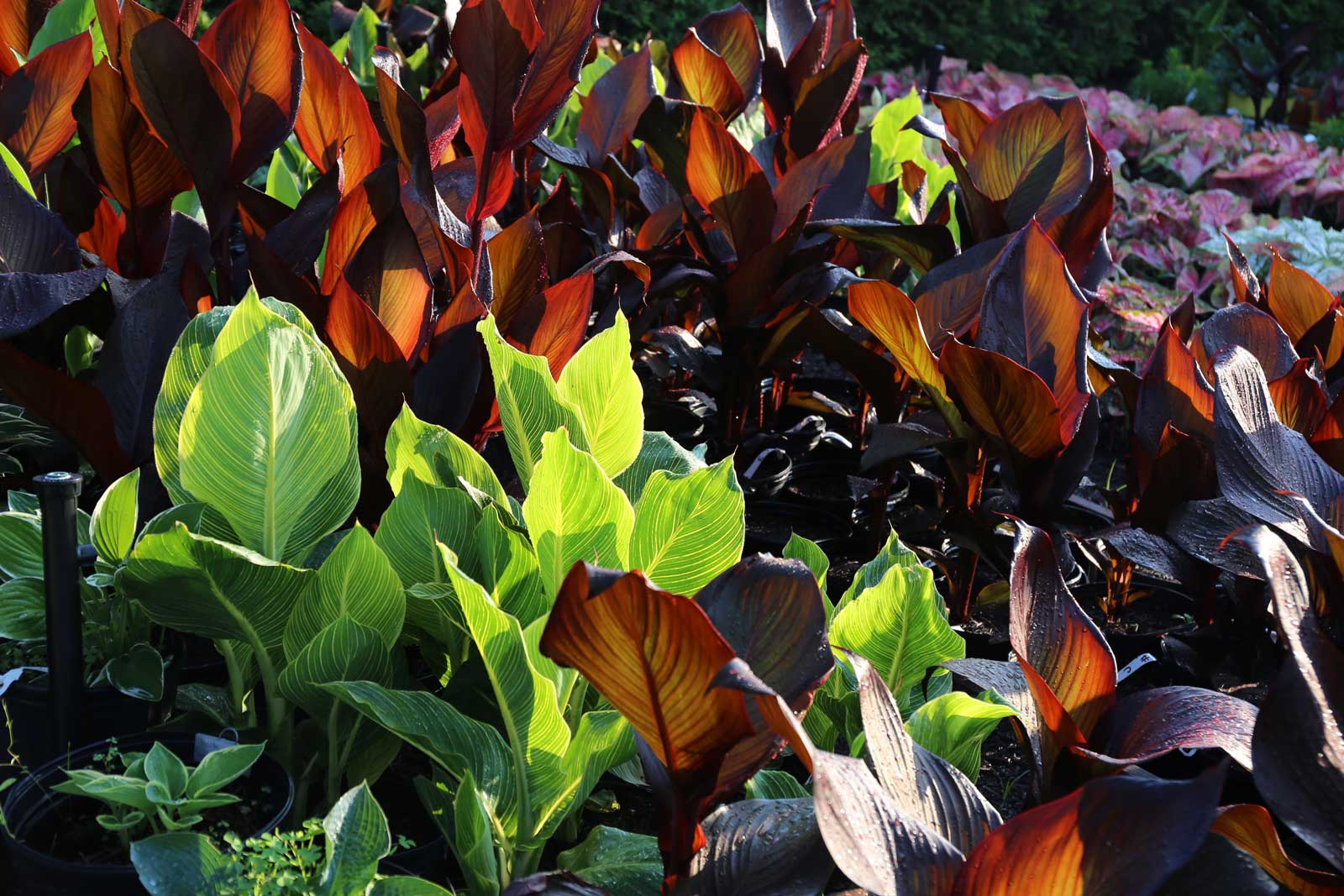 Trial-Garden-Update-Cannas-Longfield-Gardens