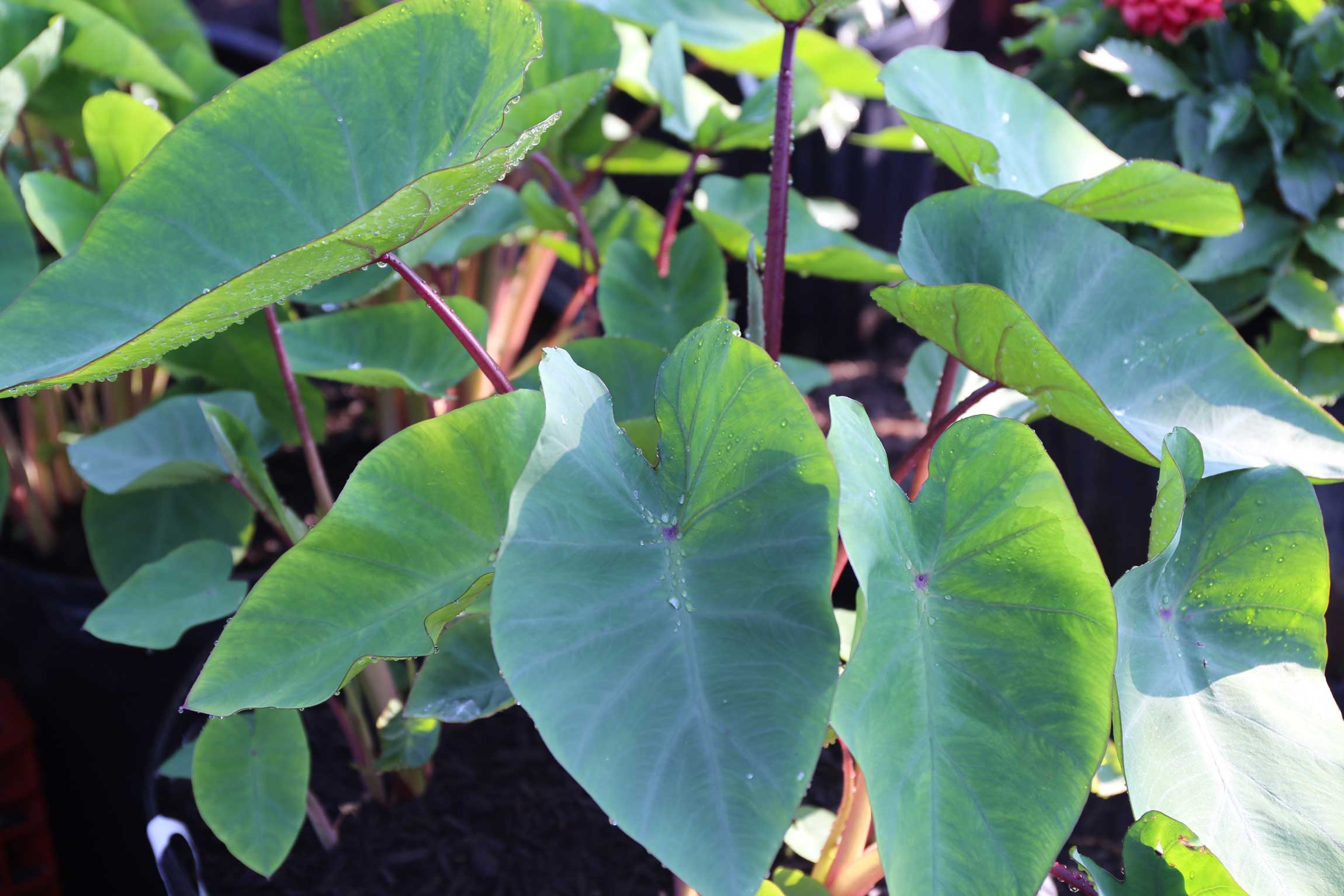 Trial-Garden-Update-elephant ears - Longfield-Gardens