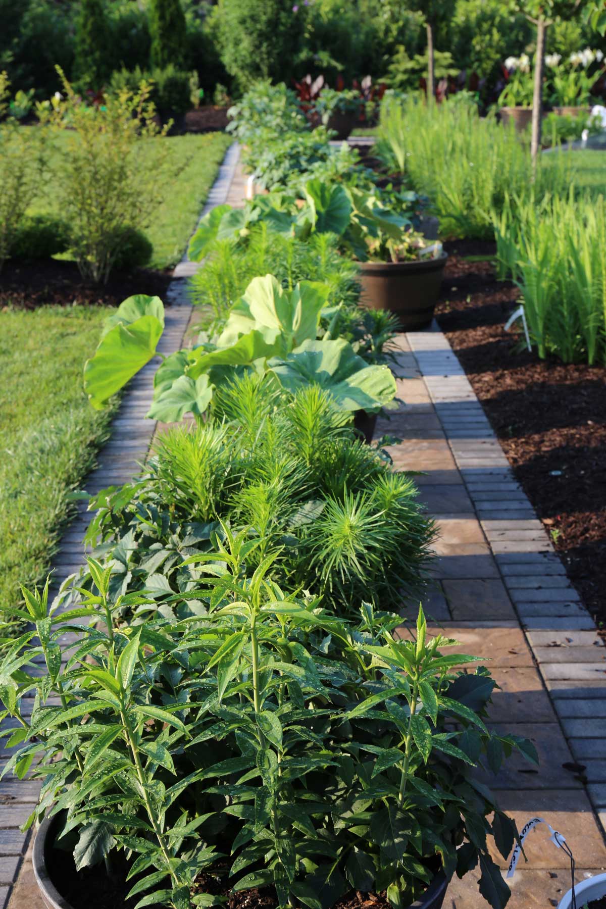 Trial-Garden-Update Liatris and Elephant Ears - Longfield-Gardens