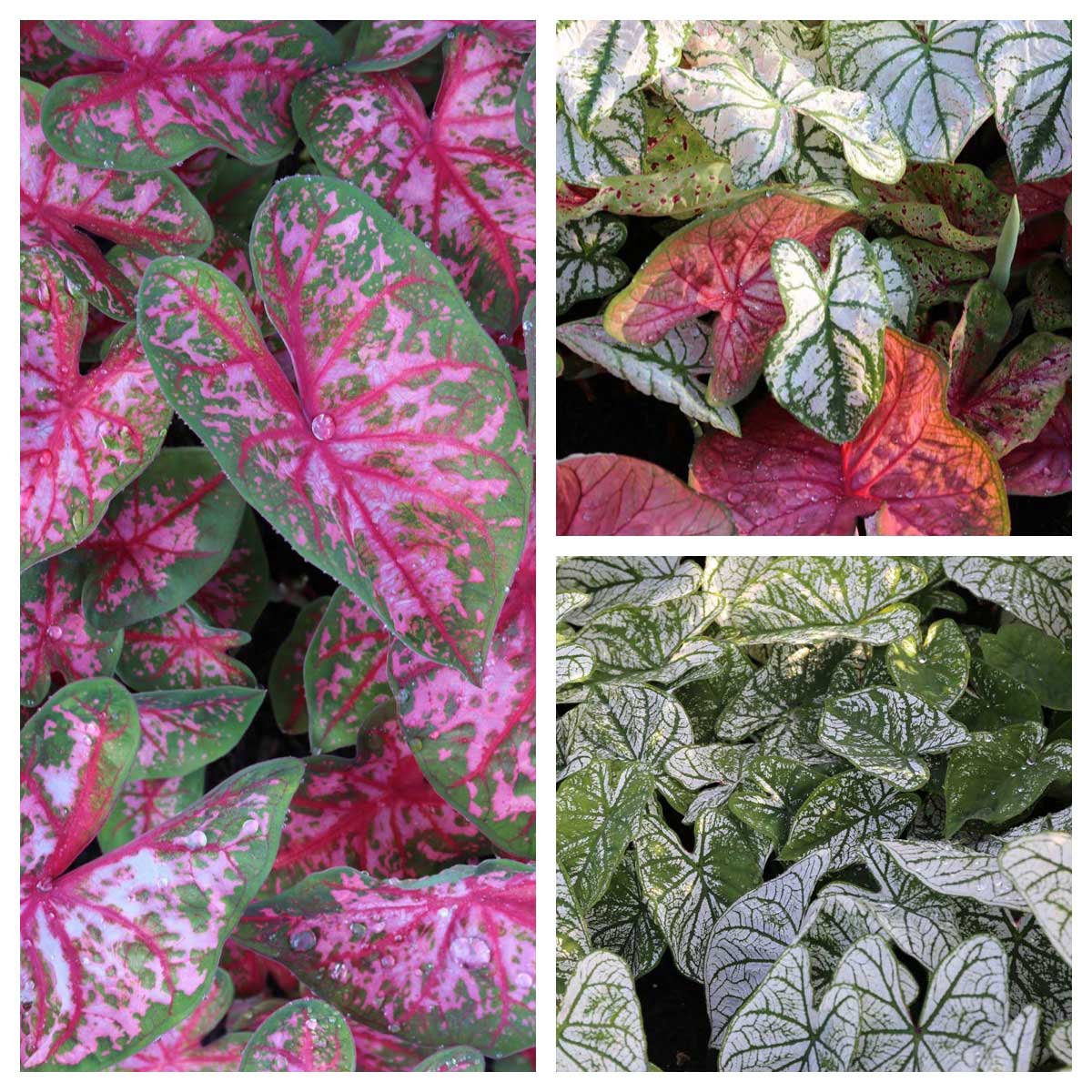 Trial Garden Update Caladiums - Longfield Gardens