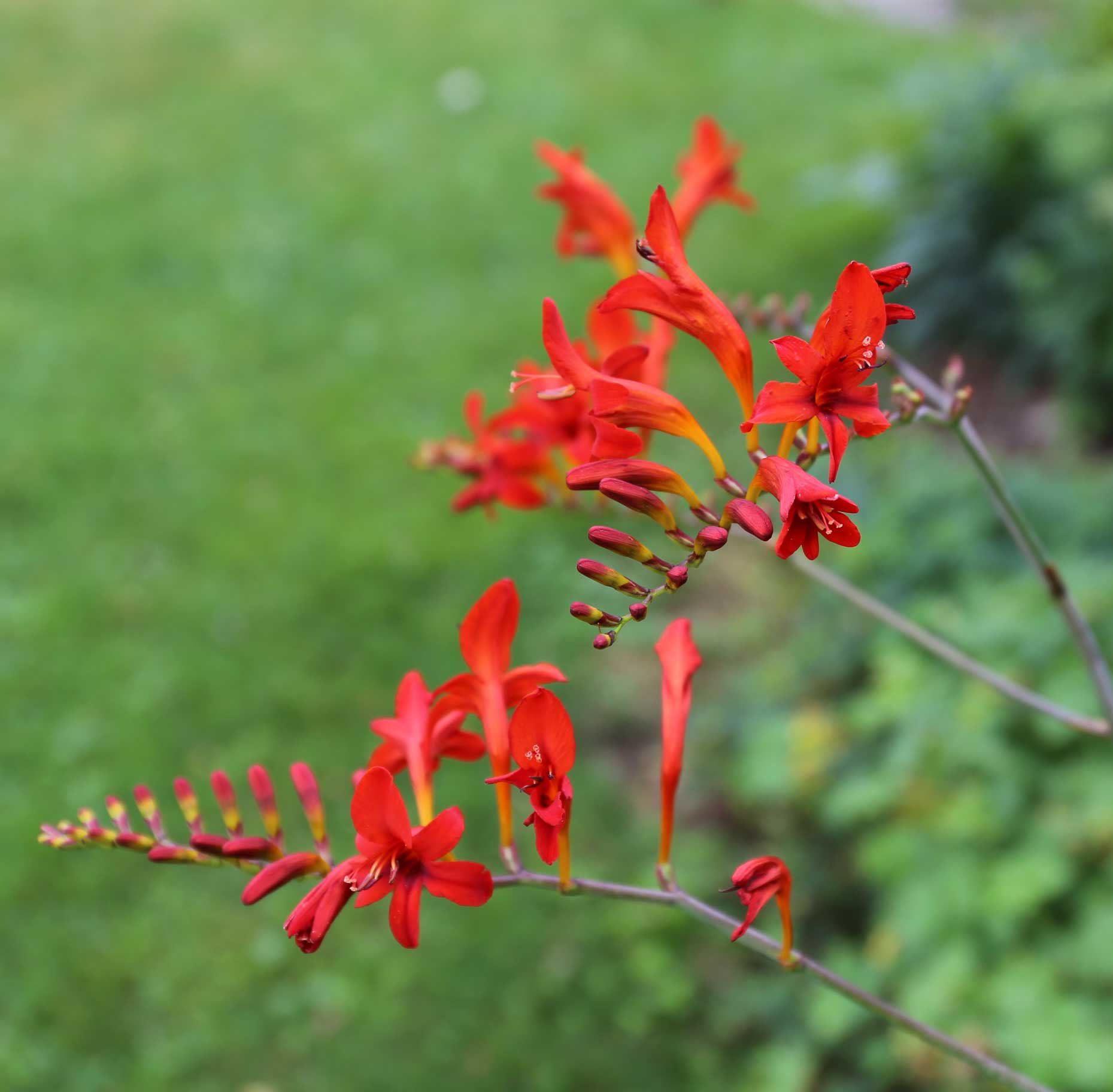 Grow Crocosmia for Hummingbirds - Longfield Gardens