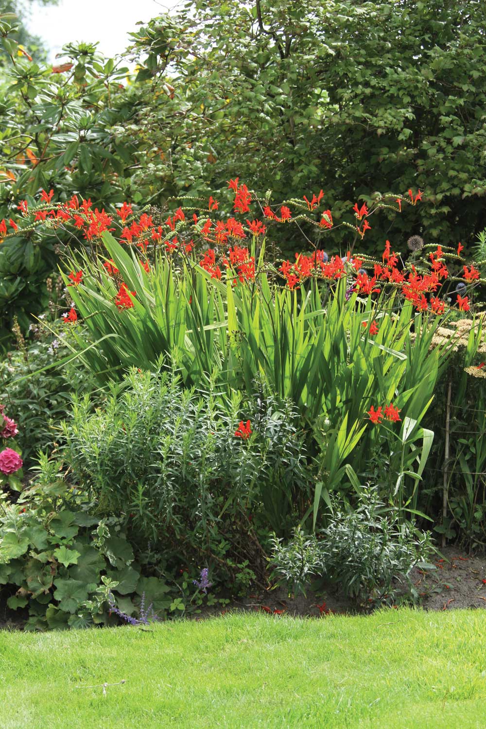 Grow Crocosmia for Hummingbirds - Longfield Gardens