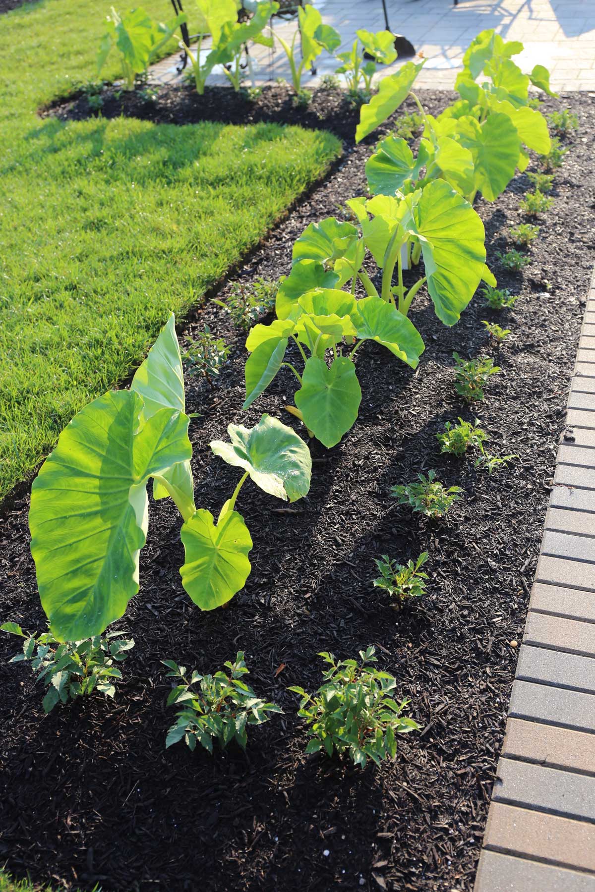 Trial Garden Update Elephant Ears - Longfield Gardens