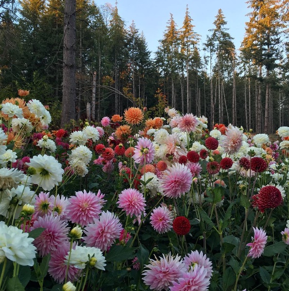 How to Grow Dahlias in a Cutting Garden - Longfield Gardens