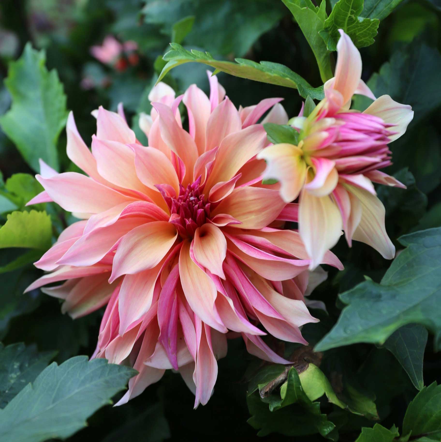 How to Grow Dahlias in a Cutting Garden - Longfield Gardens