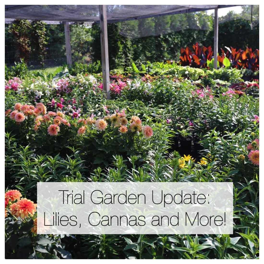 Trial Garden Update - Longfield Gardens