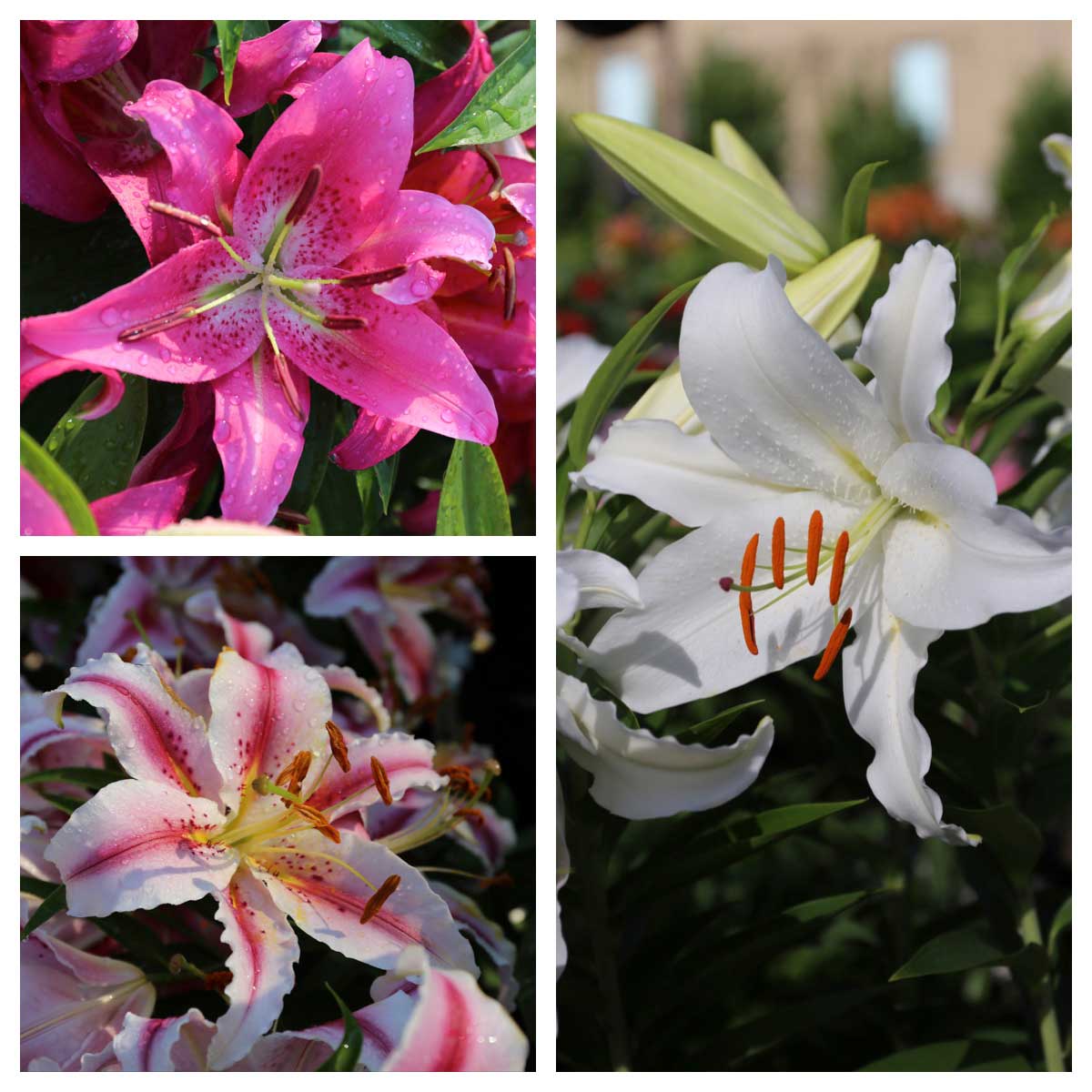 Trial Garden Update Lilies - Longfield Gardens