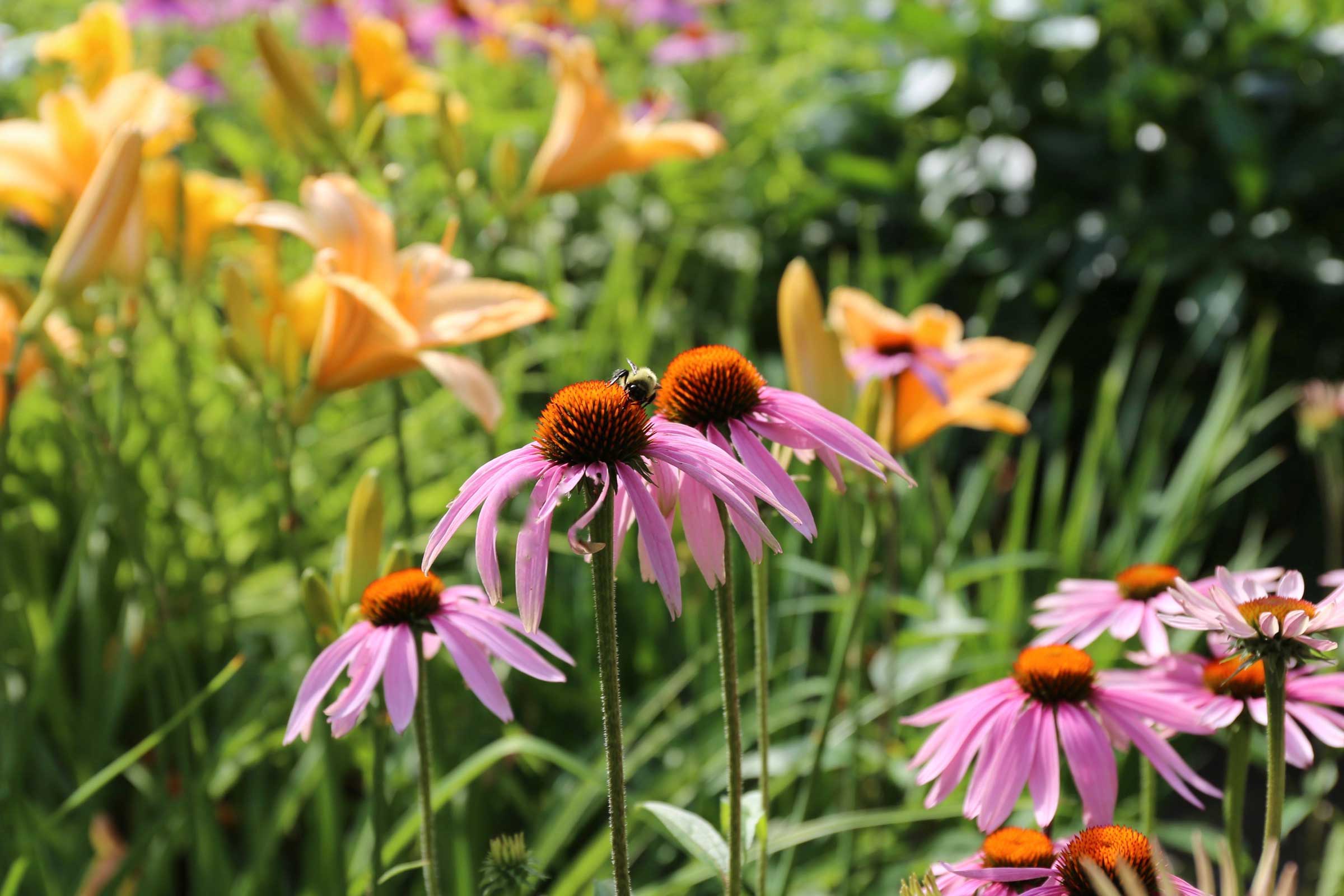 Summer-Perennial-Garden-Maintenance—Longfield-Gardens