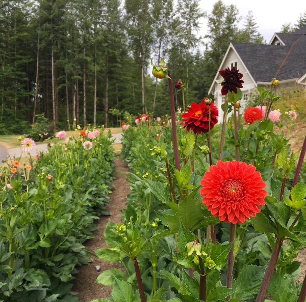 Growing Dahlias for Cut Flowers.