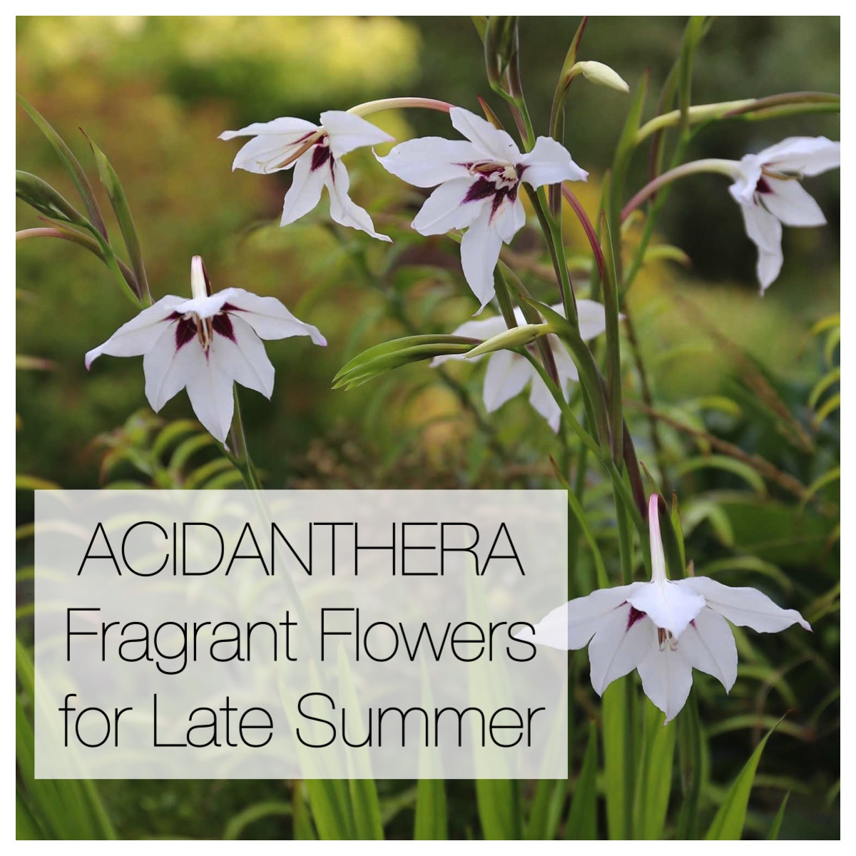 Acidanthera fragrant flowers for late summer - Longfield Gardens