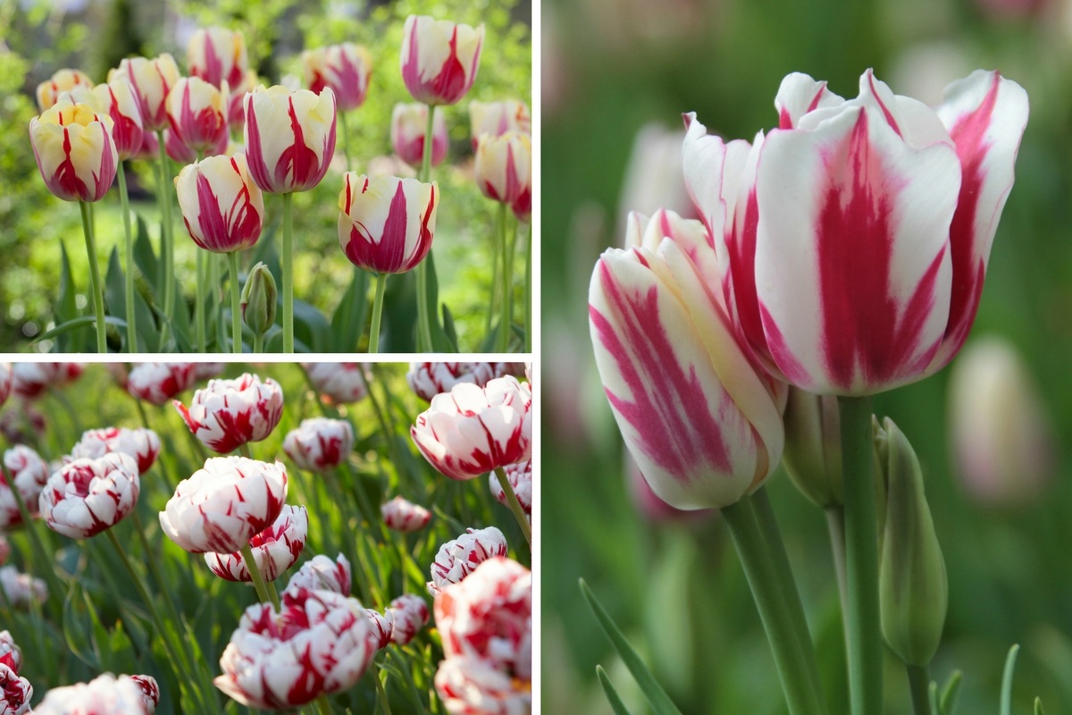 Striped Tulips in the Spotlight - Longfield Gardens