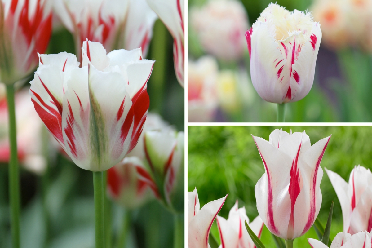 Striped Tulips in the Spotlight - Longfield Gardens