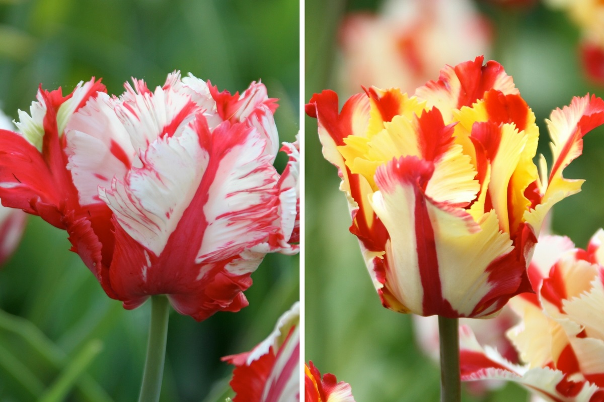 Striped Tulips in the Spotlight - Longfield Gardens