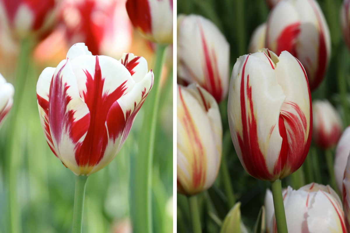 Striped Tulips in the Spotlight - Longfield Gardens