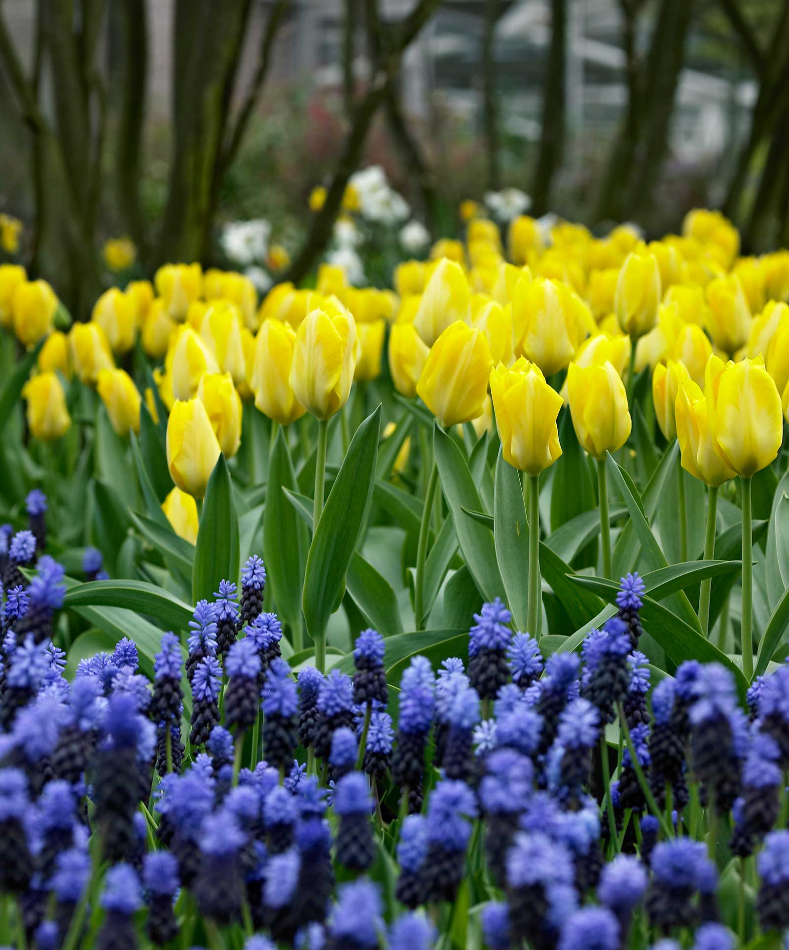Muscari Perfect Partners for Spring Bulbs - Longfield Gardens