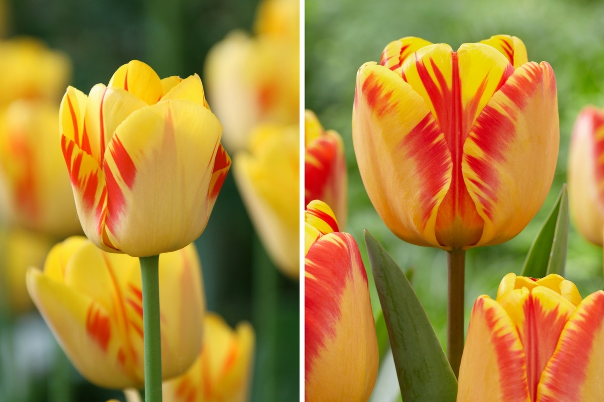 Striped Tulips in the Spotlight - Longfield Gardens