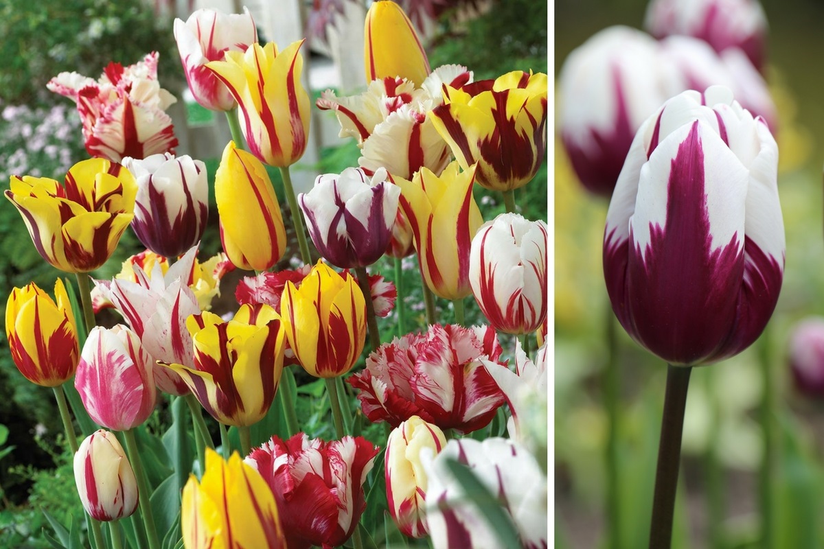 Striped Tulips in the Spotlight - Longfield Gardens