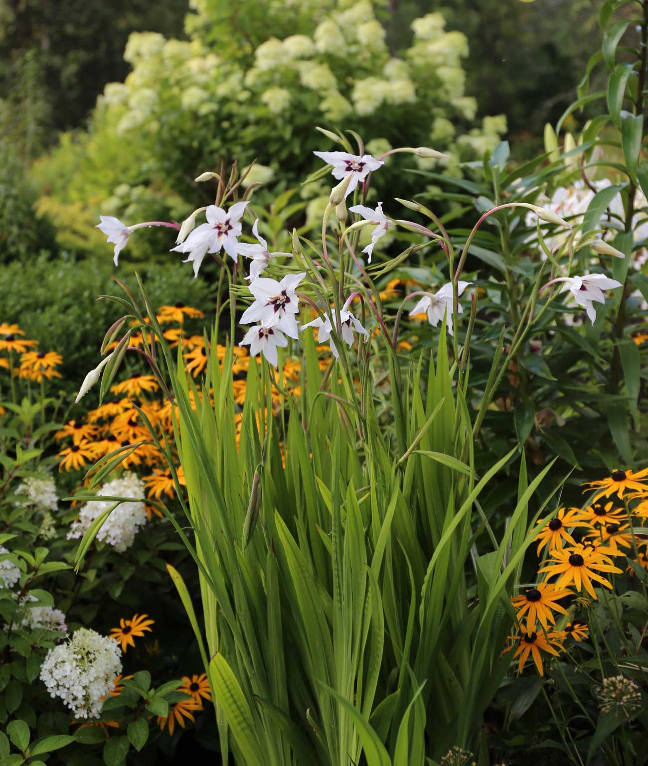 Acidanthera fragrant flowers for late summer - Longfield Gardens