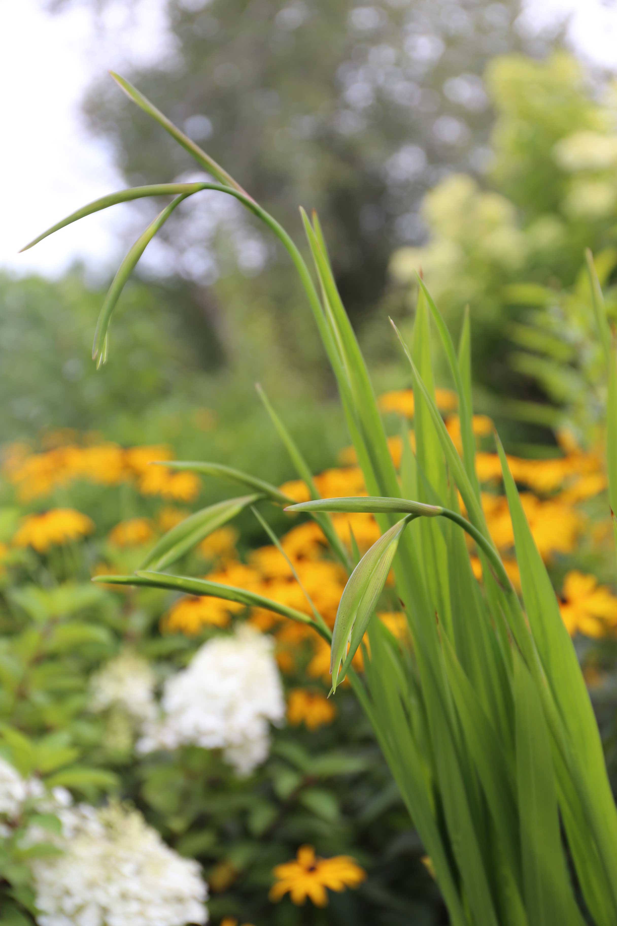 Acidanthera fragrant flowers for late summer - Longfield Gardens