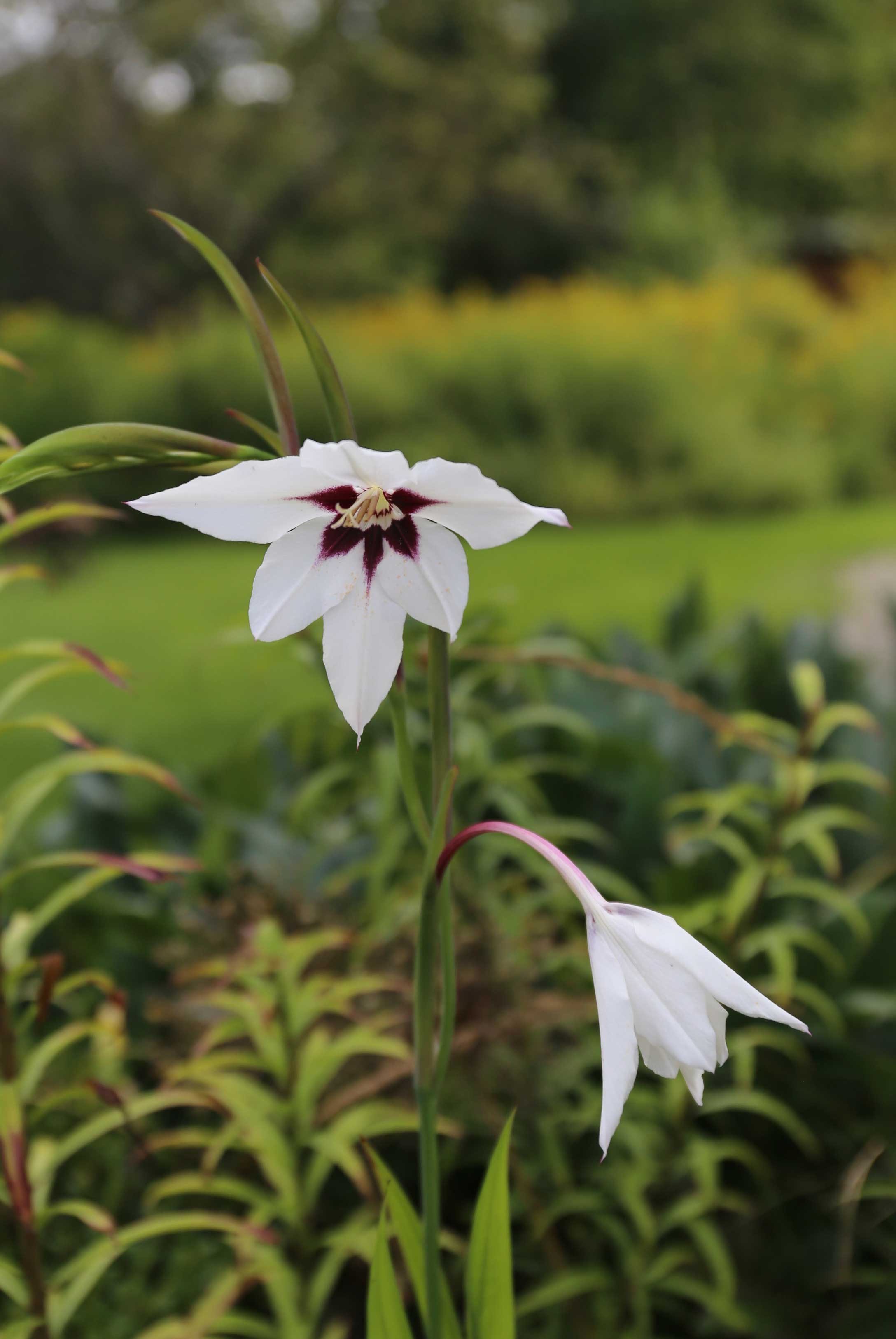 Acidanthera fragrant flowers for late summer - Longfield Gardens