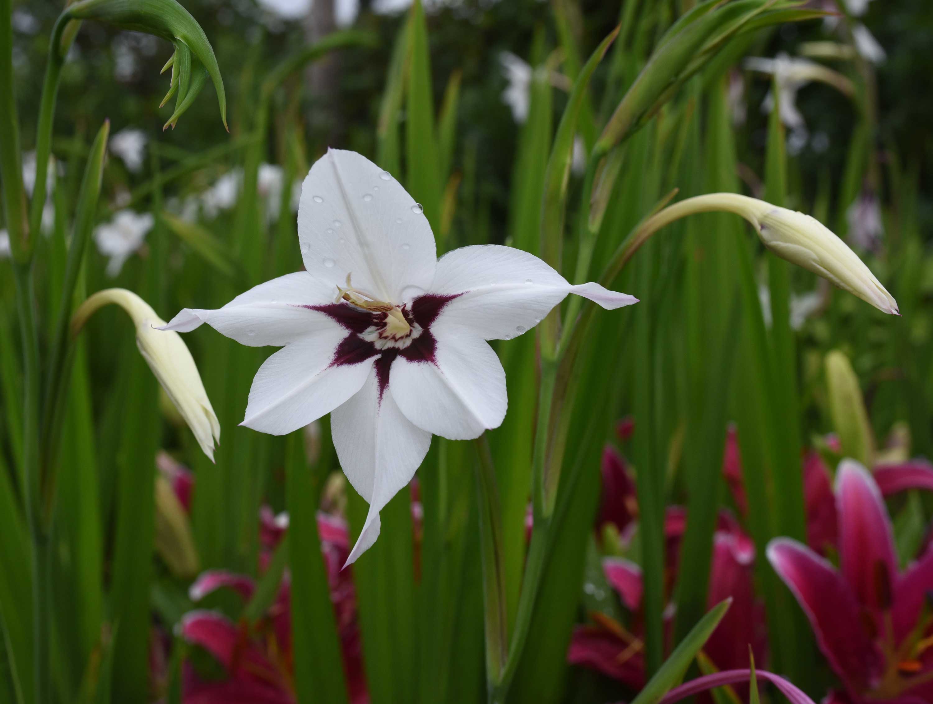 Acidanthera fragrant flowers for late summer - Longfield Gardens